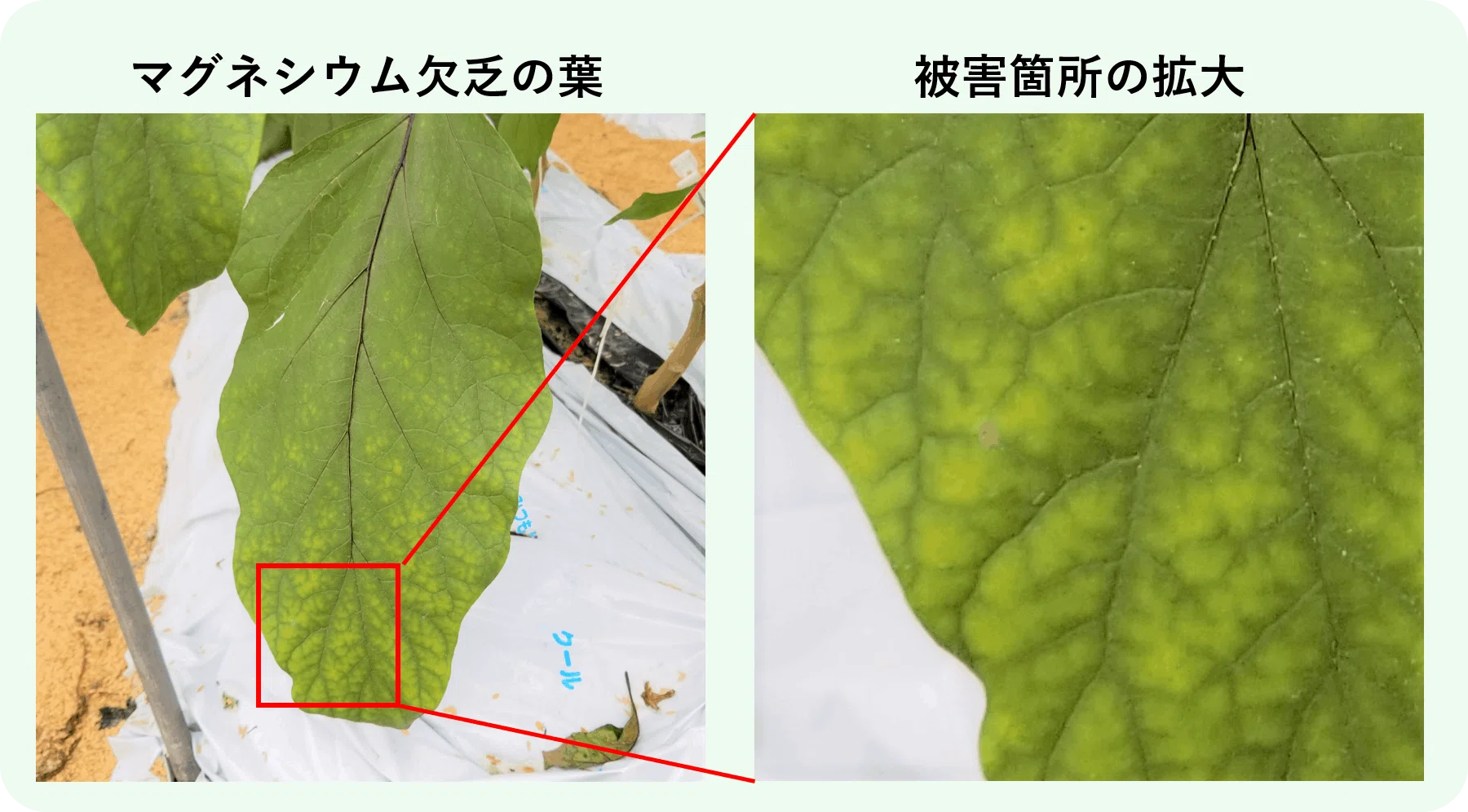 ナス｜葉が網目模様で黄色い｜マグネシウム欠乏｜ミライ菜園