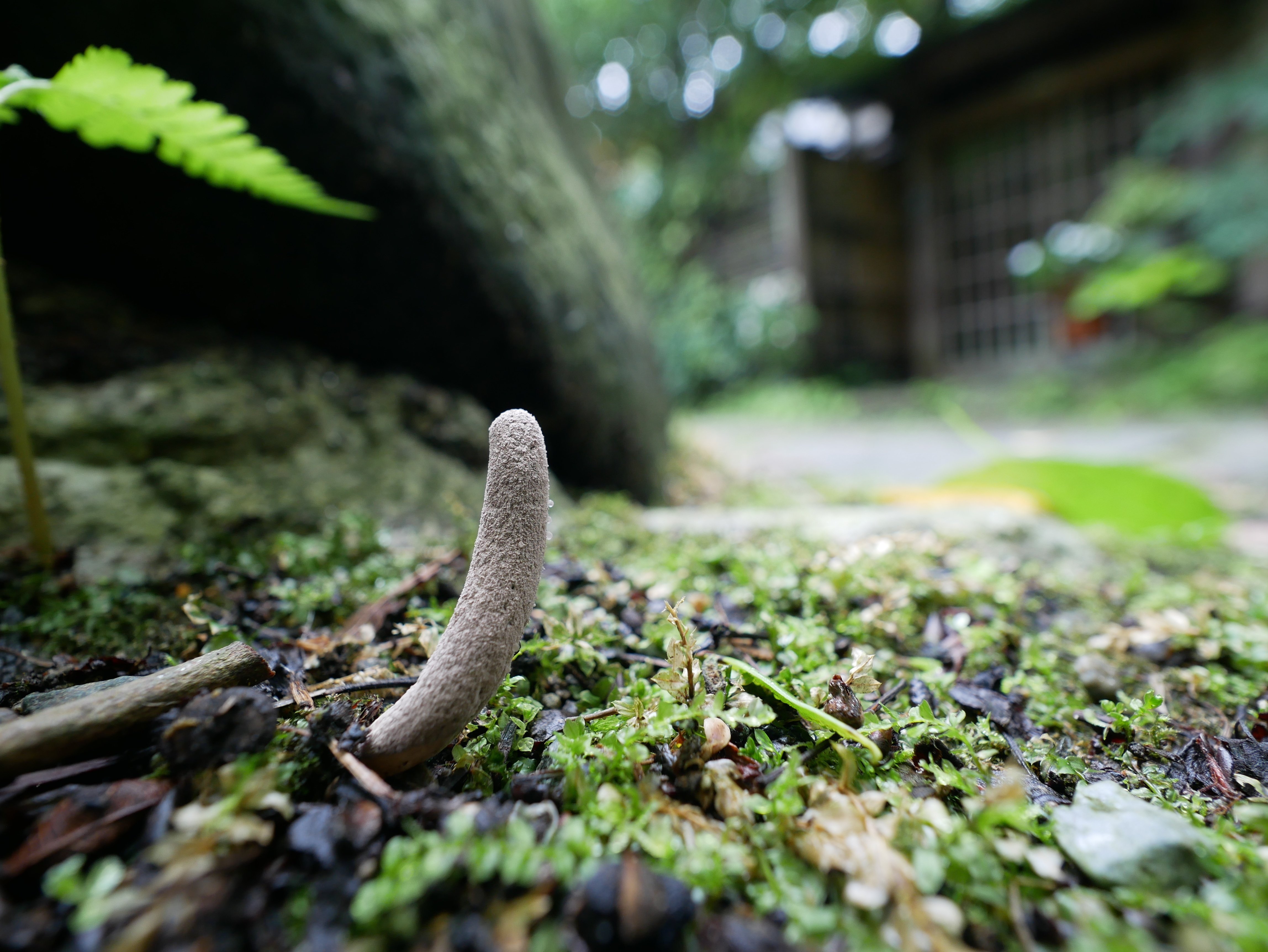 最近見た冬虫夏草｜うごめ紀