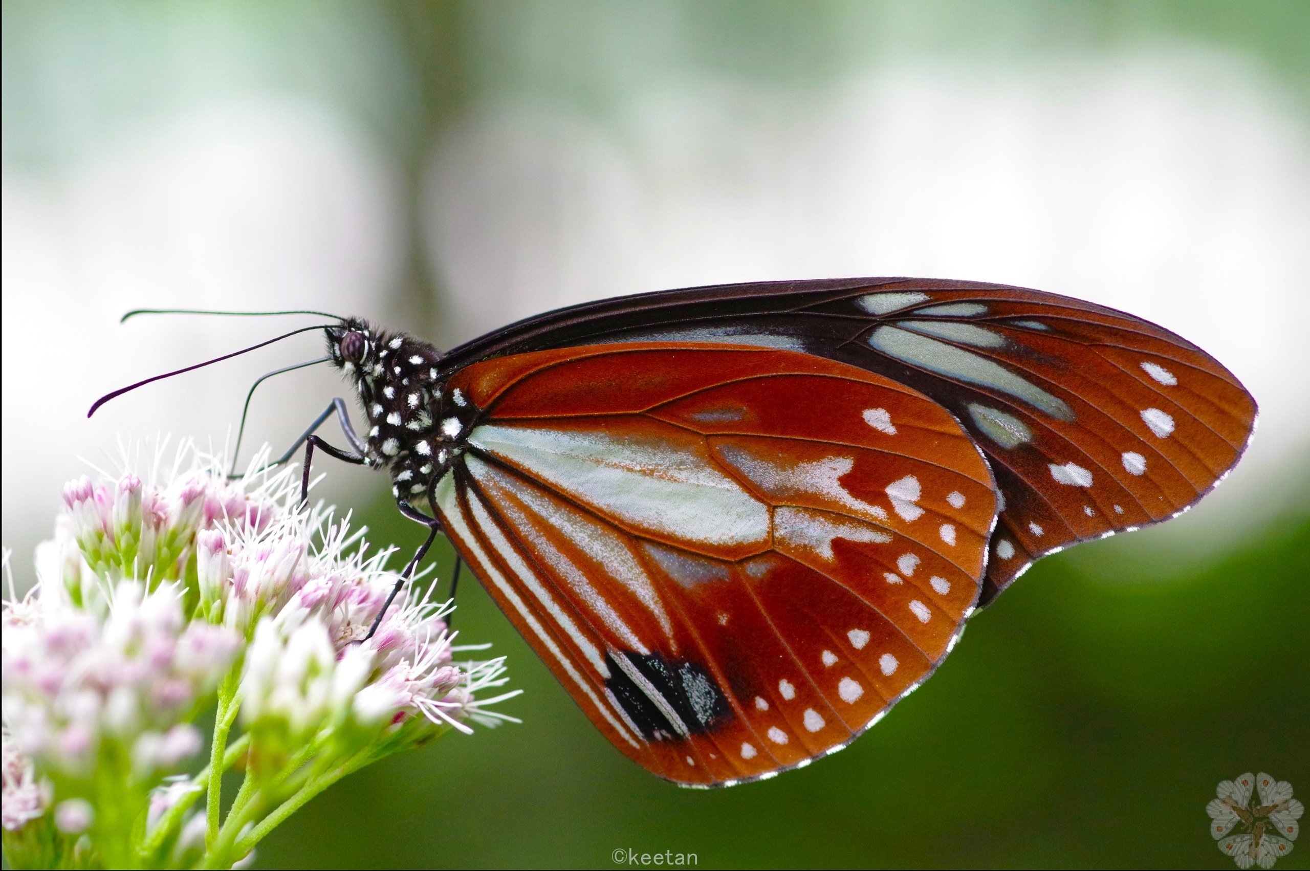 上高地の代表的な蝶図鑑: 2022年7月後半｜キータン🦋写真とAIで紡ぐ