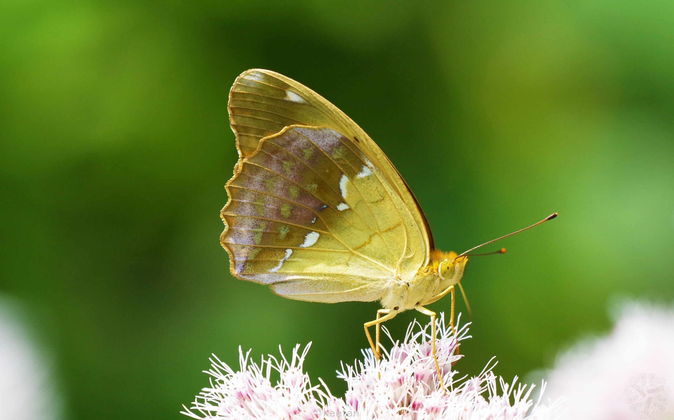 上高地の代表的な蝶図鑑: 2022年7月後半｜キータン🦋写真とAIで紡ぐ