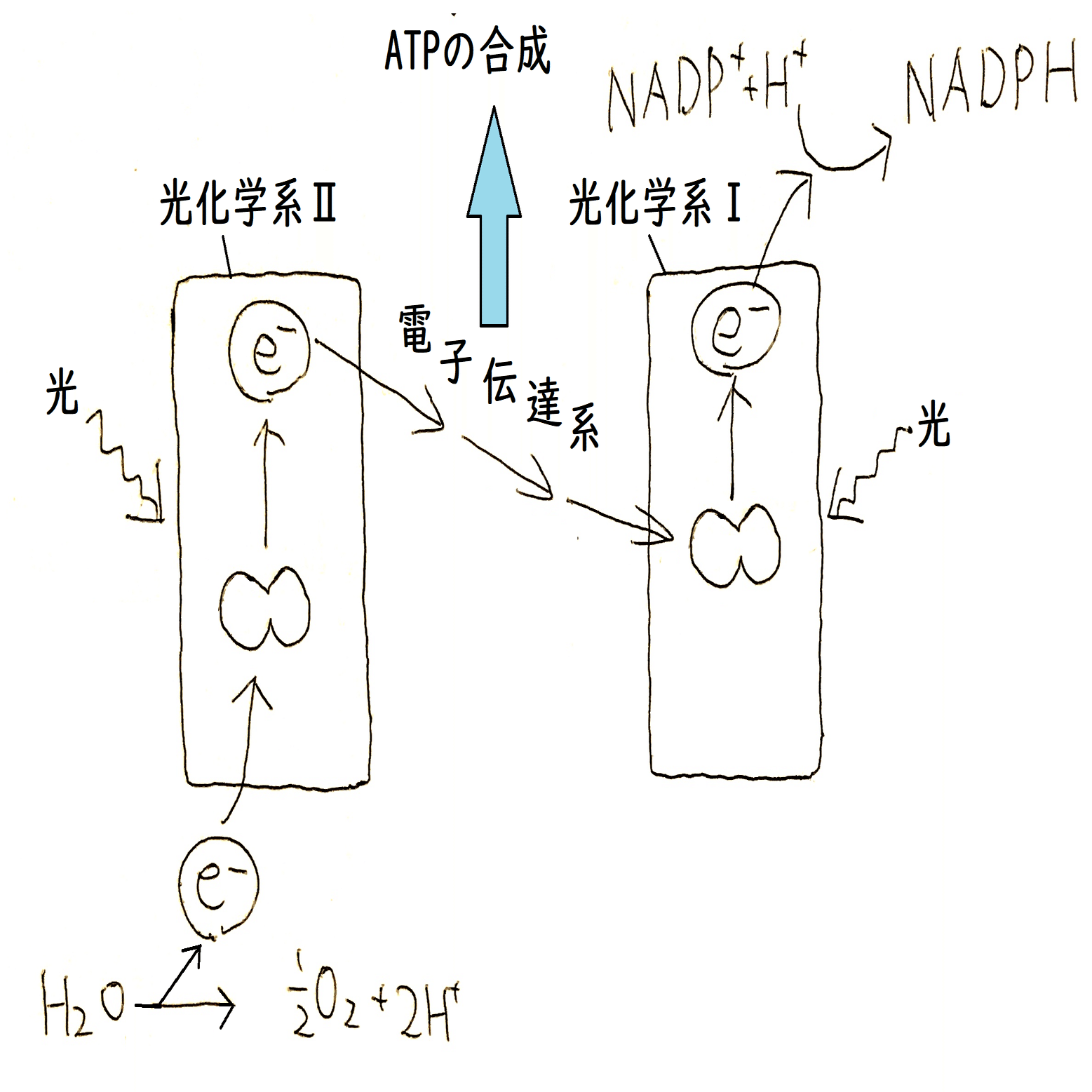 高校生物】代謝③「光合成とはどのような反応か？」｜矢口はっぴー, image size:2000x1310