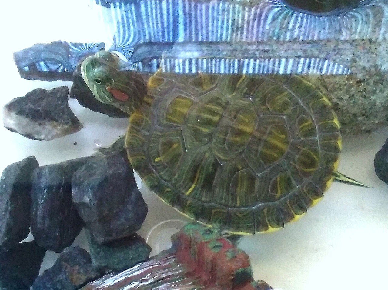 その後のアカピッピミシミシガメ。｜HoOcH（フーチ） ATELIER301