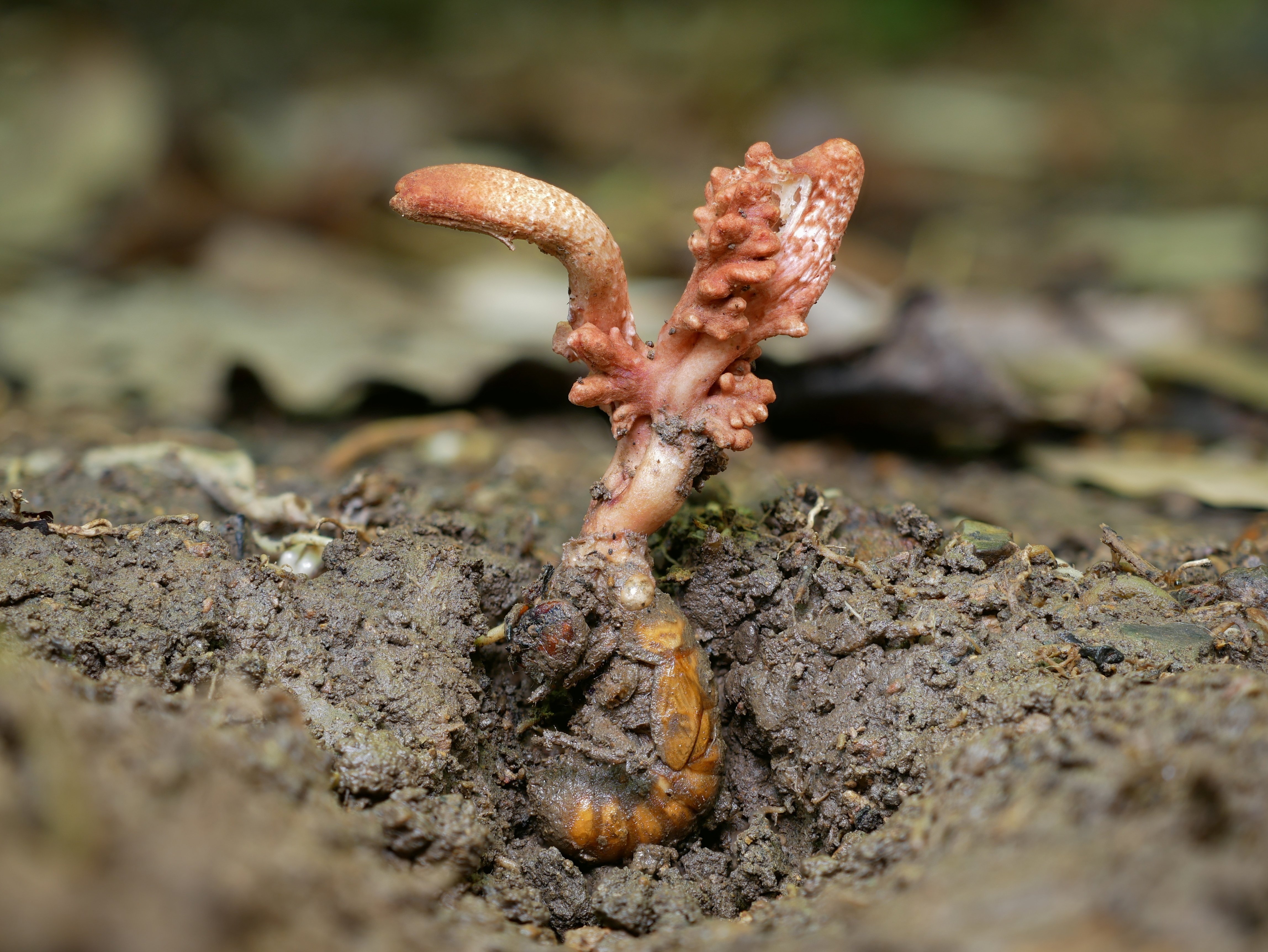 最近見た冬虫夏草｜うごめ紀