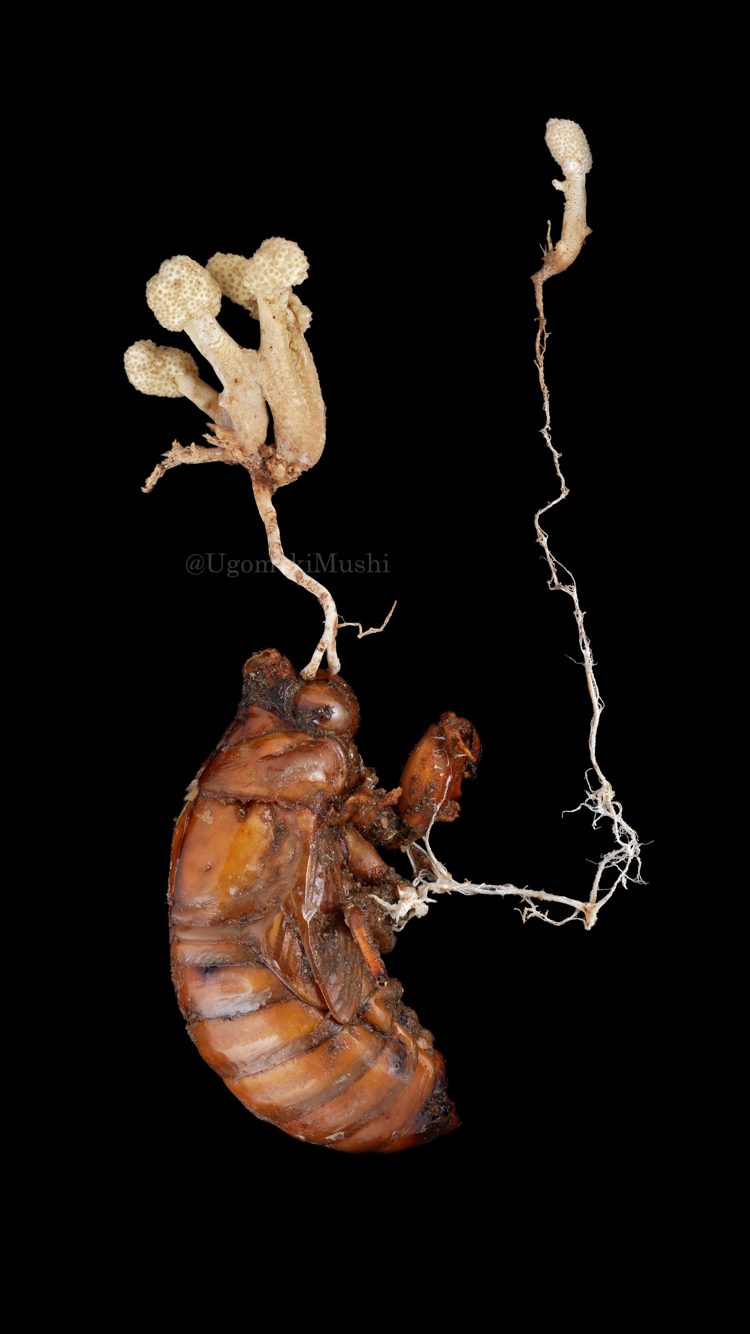 最近見た冬虫夏草｜うごめ紀