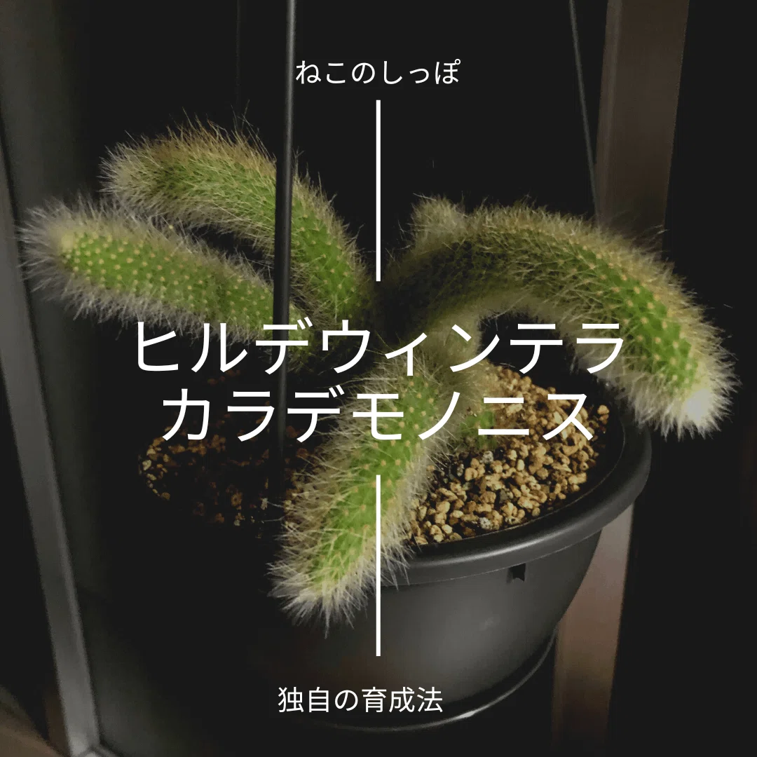 ヒルデウィンテラ カラデモノニス〜挿苗の育て方〜｜主婦のブログ