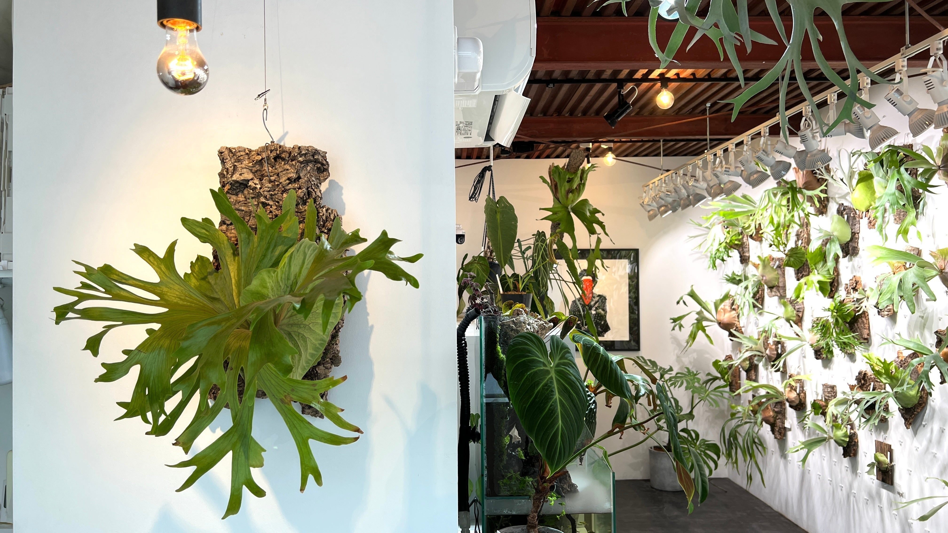 そうだ実店舗やろう」で物件探し。5分で出会ったビカクシダ専門店