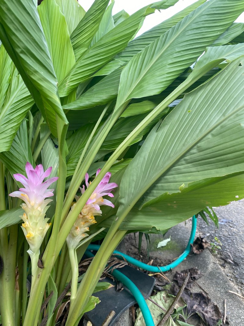 南国鹿児島の南国ぽい植物の話ー ウコン は クルクマの花 を咲かせる Haco ガーデンプランナー 庭のある暮らし植物のある暮らし Note