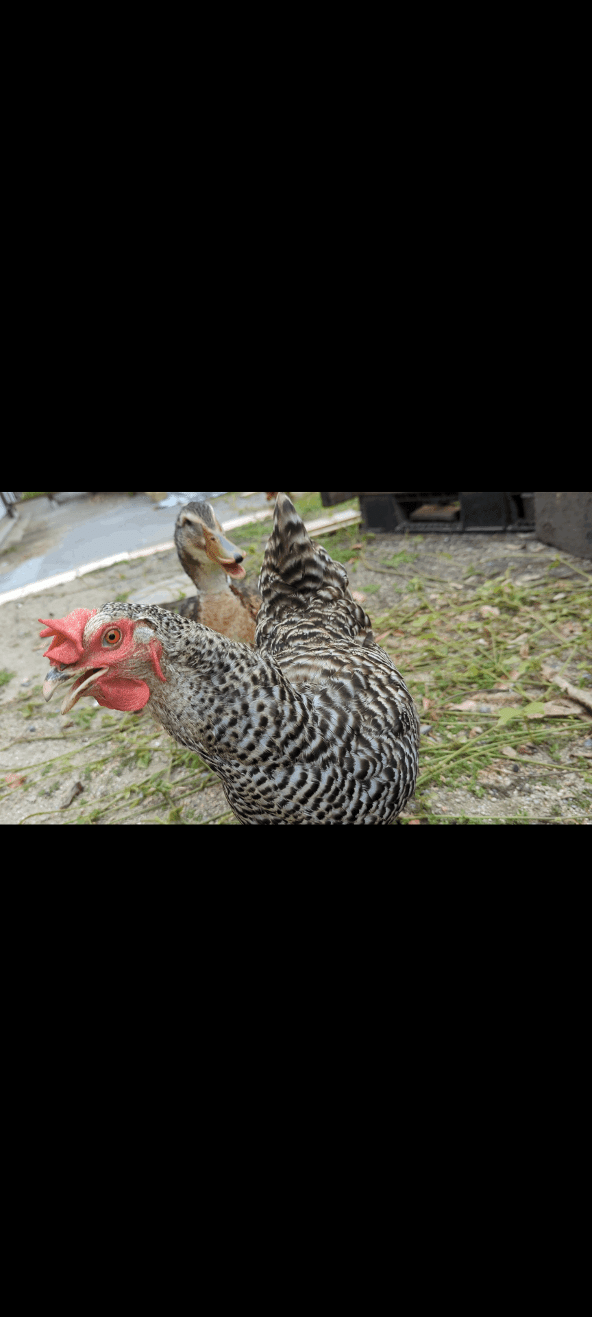 鶏🐔羽衣セキセイインコ、コキンチョウ｜趣味が多い私の日常