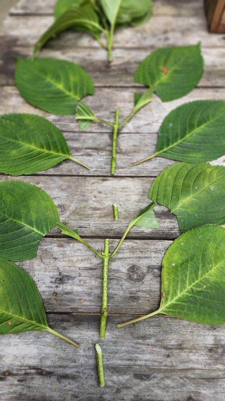 紫陽花とヒマワリ 川崎市黒川青少年野外活動センター Note