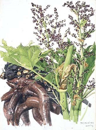 アートの深読み7・小磯良平の「薬用植物画譜」｜maskam