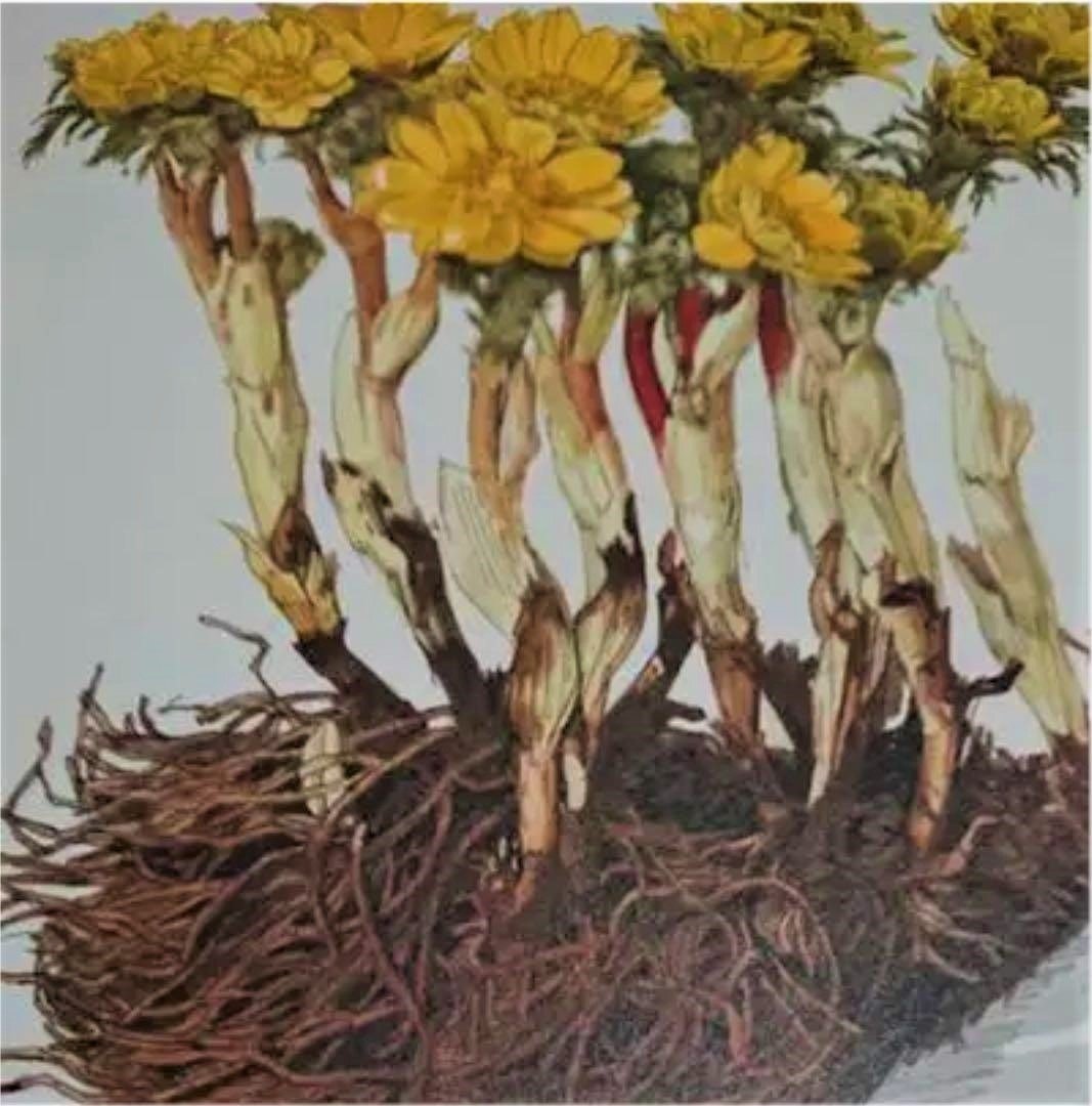 アートの深読み７・小磯良平の「薬用植物画譜」｜maskam