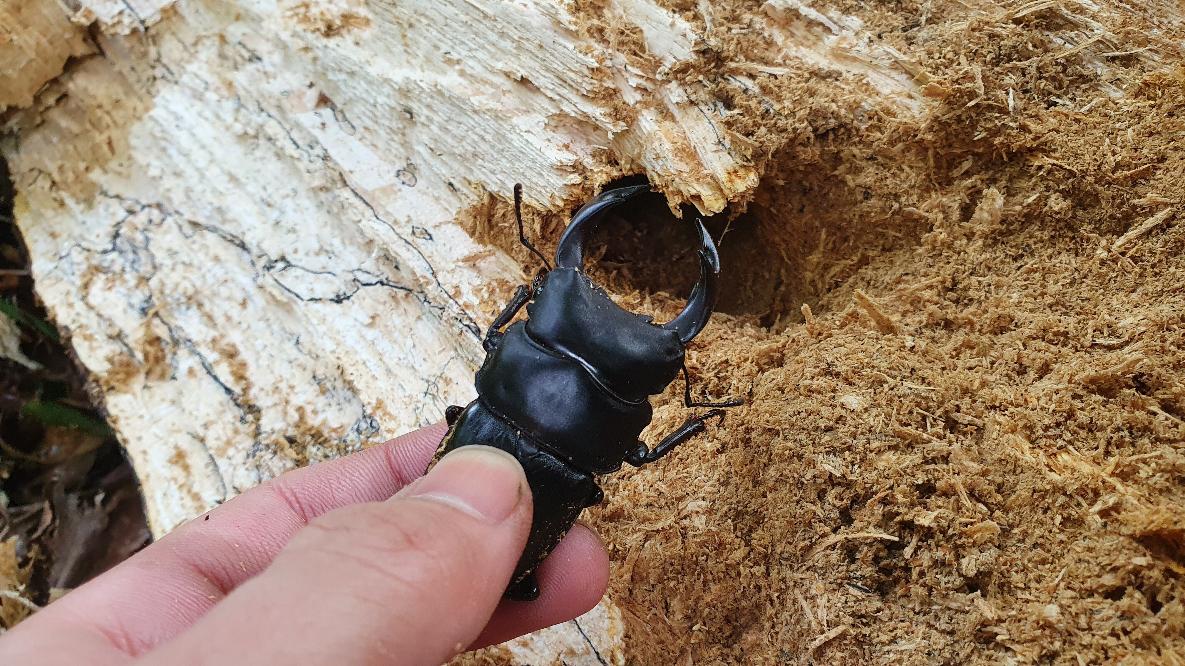 新潟県加瀬野外オオクワガタ 灯火採集57ミリ