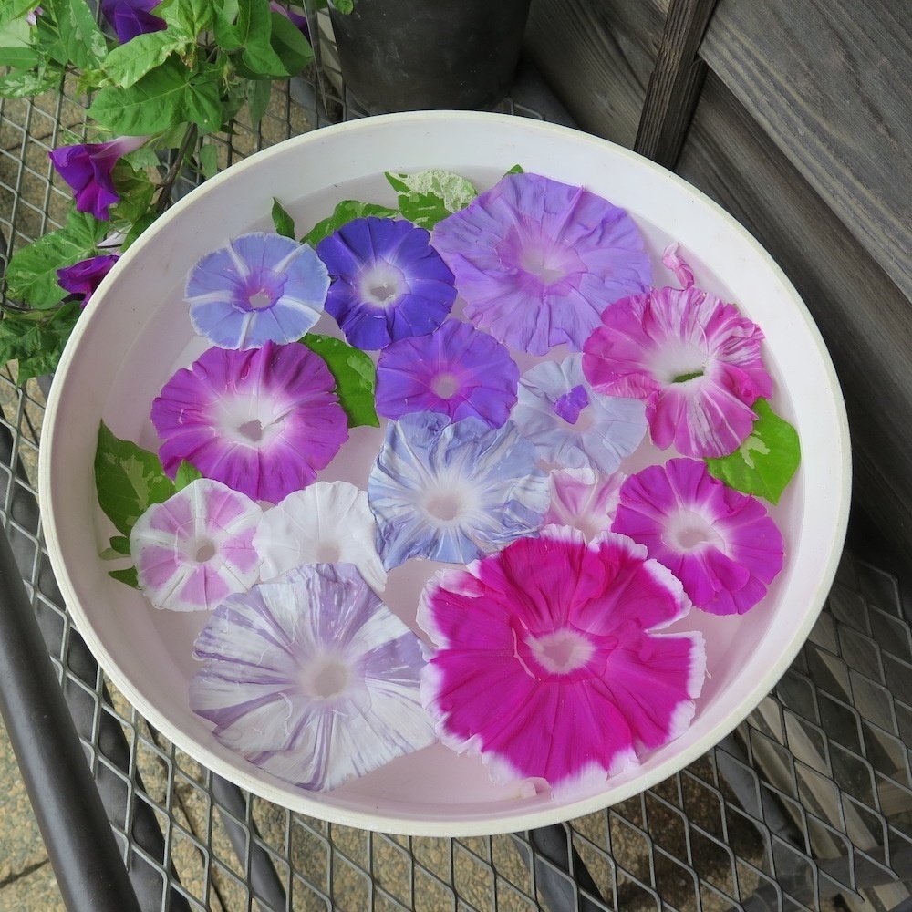 大人の夏休みスペシャル！ こどもの本とあそぶ休日 ～2日目 40鉢を