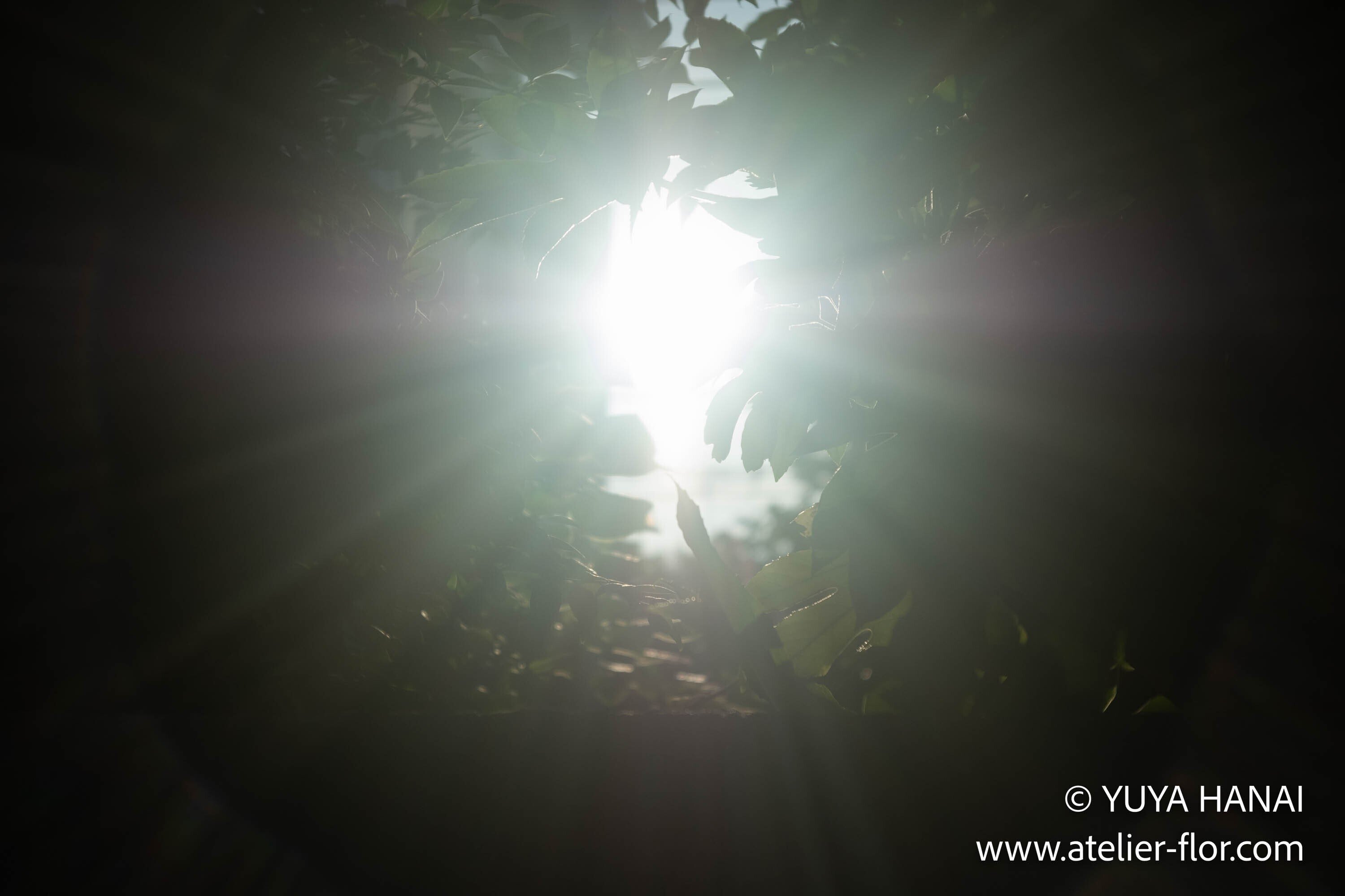 013 WOLLENSAK 2INCH(50MM) f/2.8 VEROSTIGMAT (CLARUS MS-35)｜花井雄也