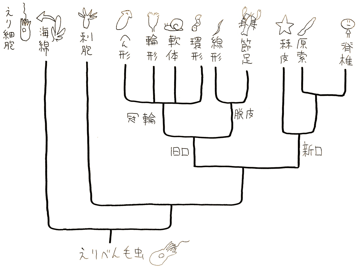 高校生物】系統と分類「地球にはどのような生物がいるのか