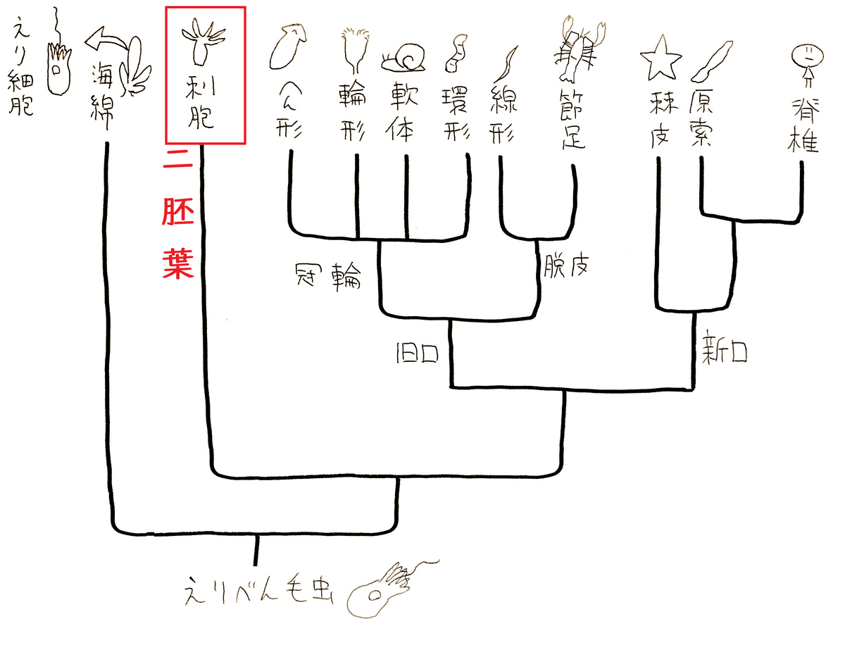 高校生物】系統と分類「地球にはどのような生物がいるのか