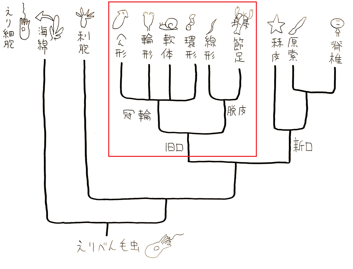 高校生物】系統と分類「地球にはどのような生物がいるのか