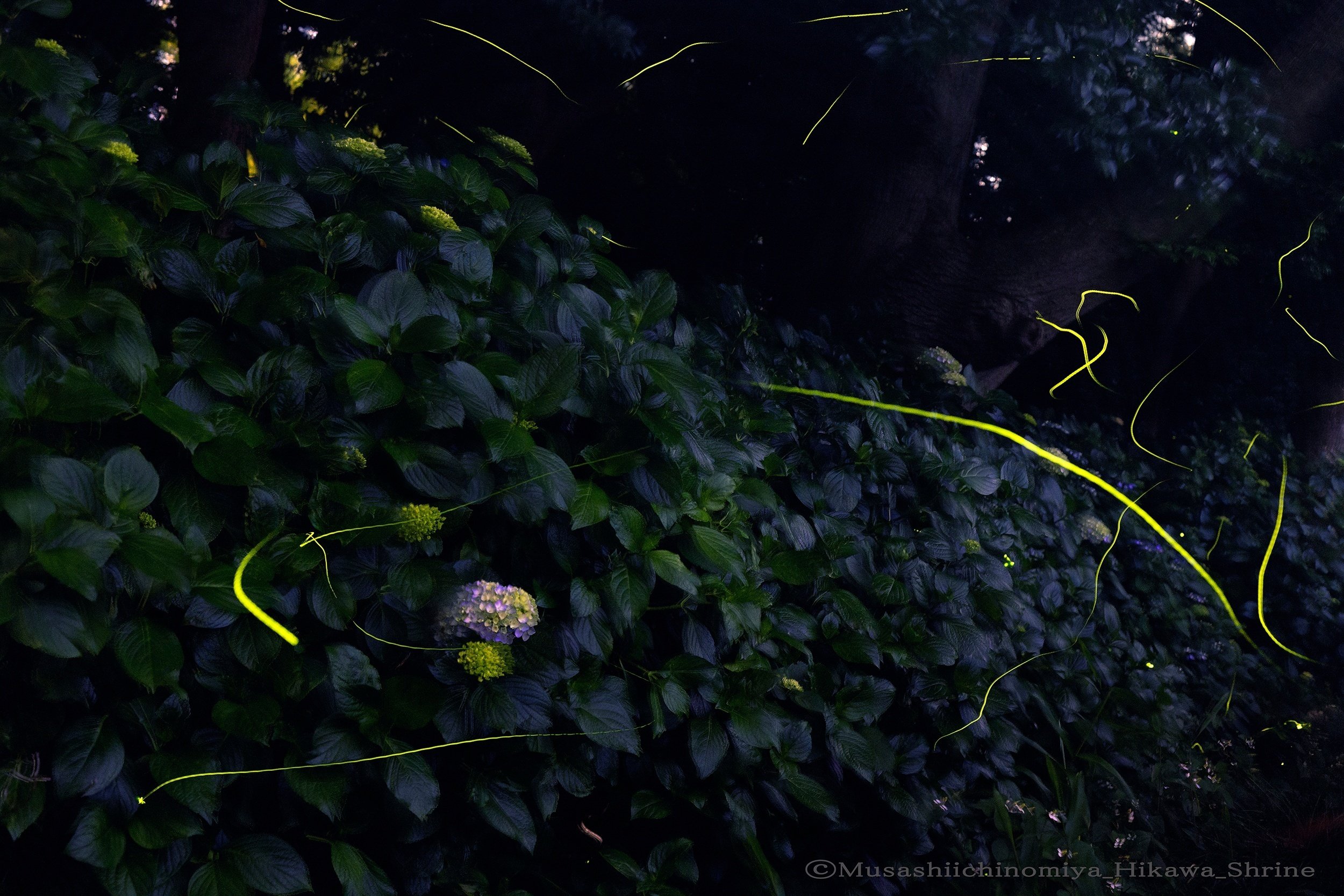 第117回 ～「ホタルの伝説」｜武蔵一宮 氷川神社