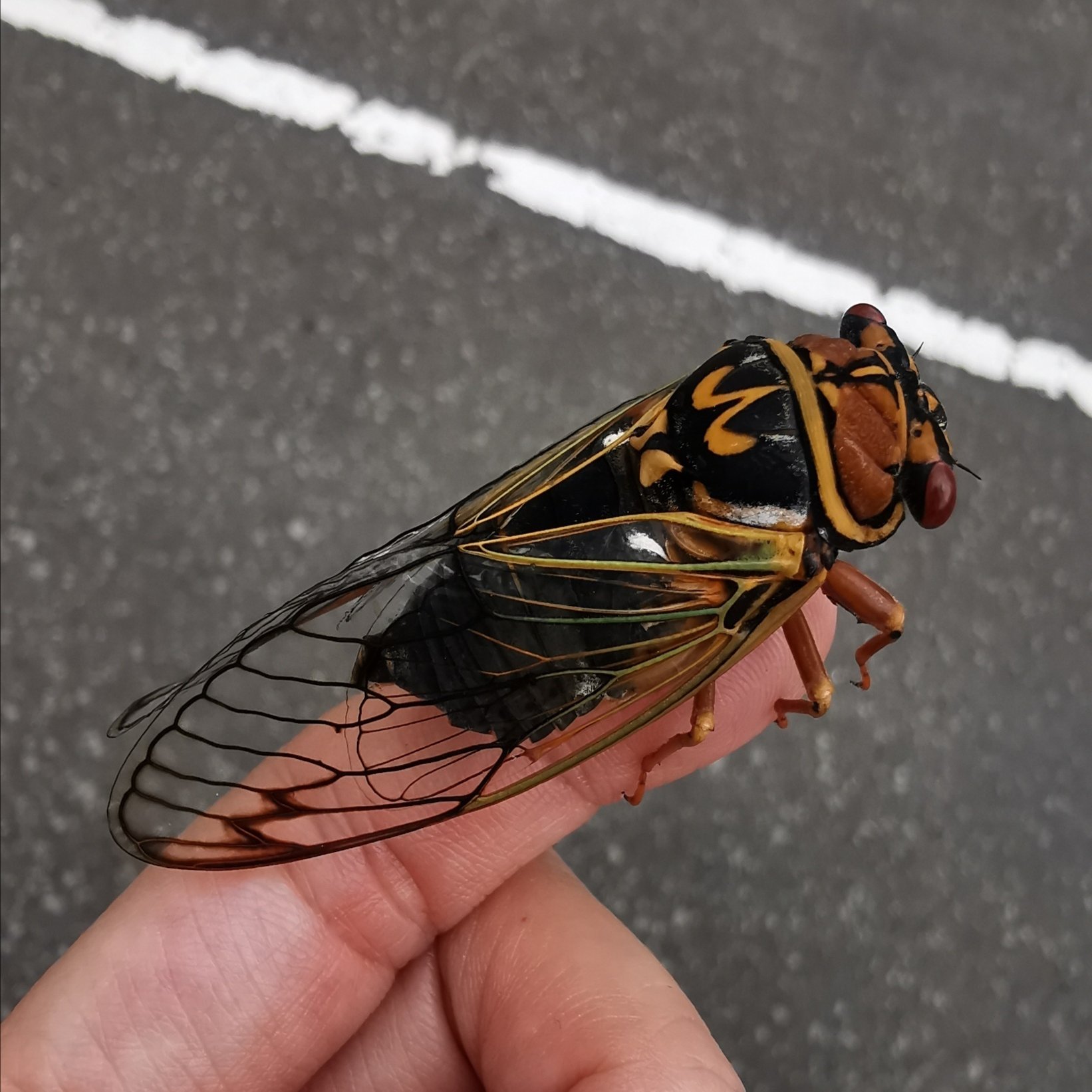 エゾゼミへの片道書簡 アサミサガシムシ Note