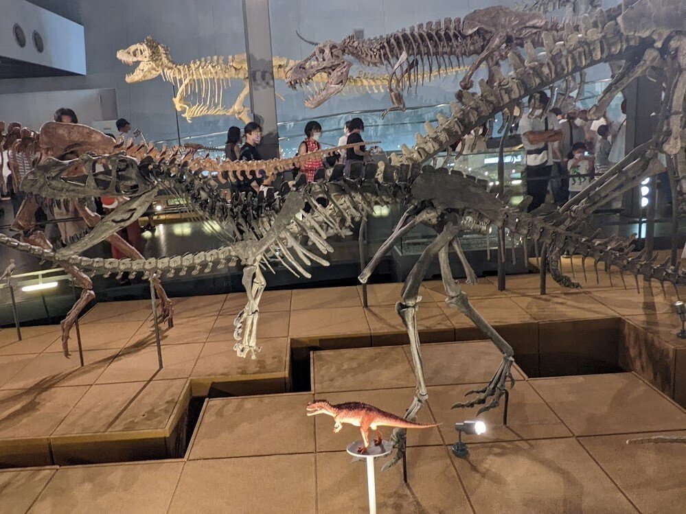 写真 メイン展示の獣脚類 福井県立恐竜博物館 ｜びぶ