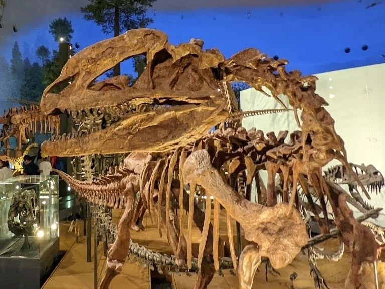 写真 メイン展示の獣脚類 福井県立恐竜博物館 ｜びぶ