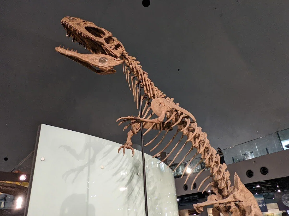 写真 メイン展示の獣脚類 福井県立恐竜博物館 ｜びぶ