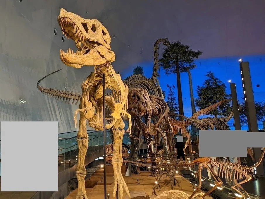写真 メイン展示の獣脚類 福井県立恐竜博物館 ｜びぶ