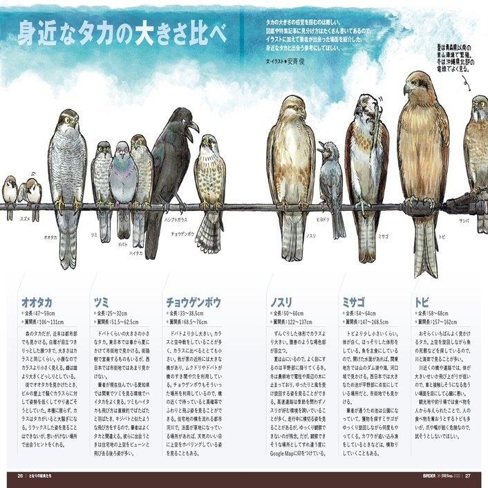 Birder9月号の見どころ ブンイチ 文一総合出版 Note