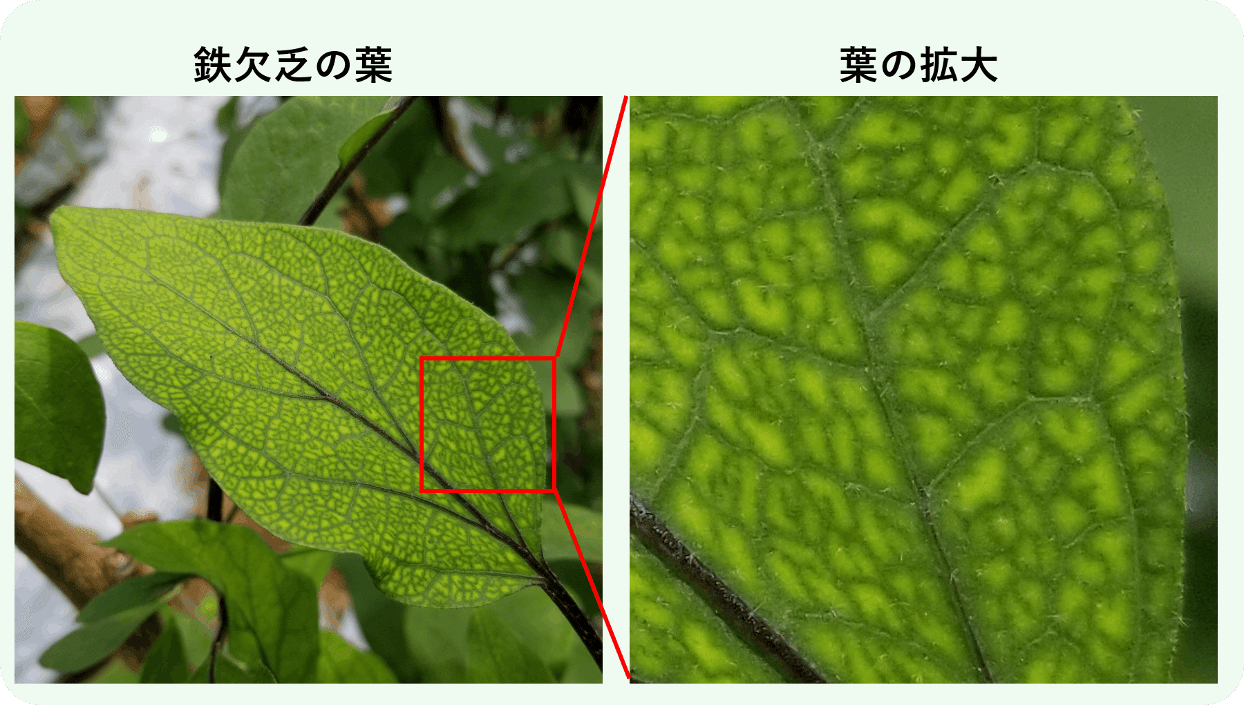ナス 葉に網目模様 鉄欠乏 ミライ菜園 Note ナス 葉に網目模様 鉄欠乏 ミライ菜園 Note