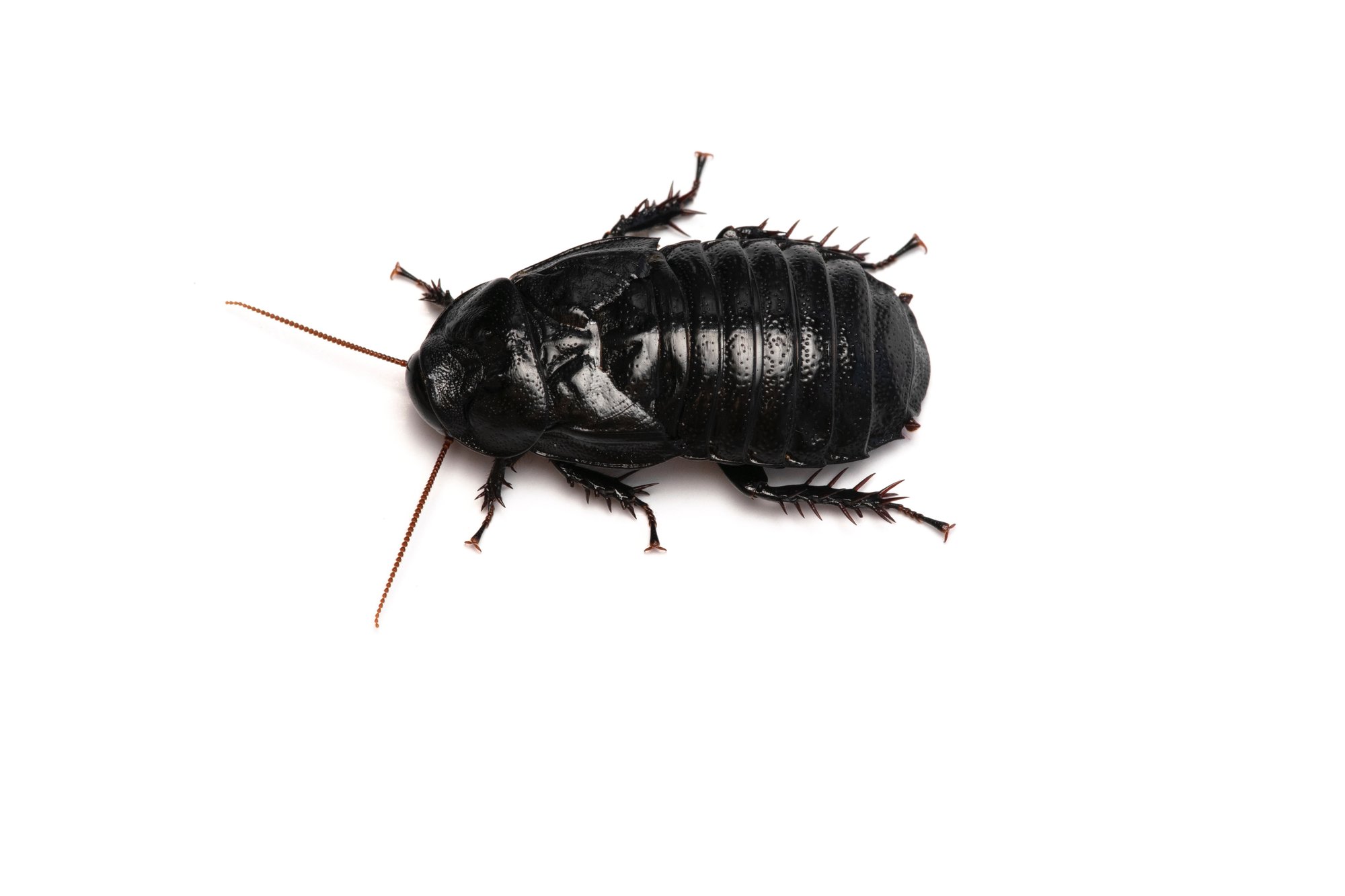 ゴキブリはすべて黒くて速いのか 日本の変わったゴキブリたち ブンイチ 文一総合出版 Note ゴキブリはすべて黒くて速いのか 日本の変わったゴキブリたち ブンイチ 文一総合出版 Note