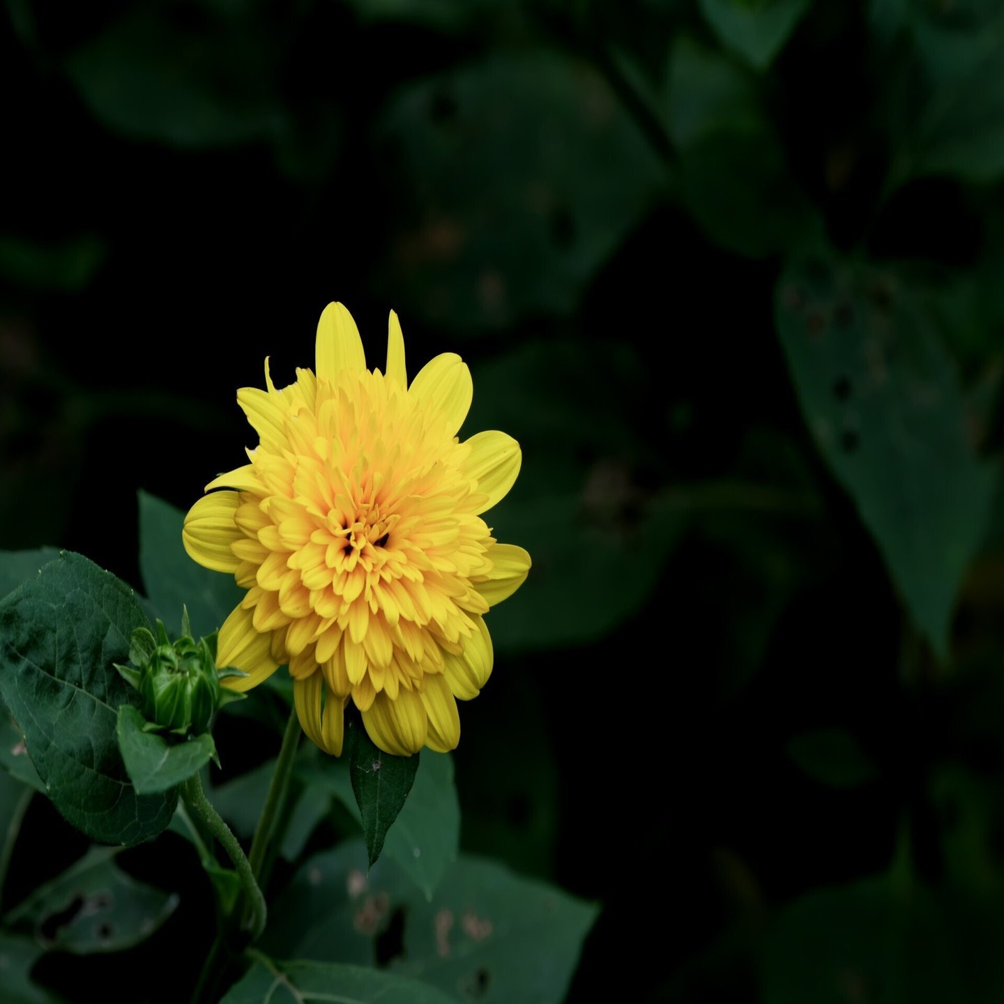 鎮魂花 燿 Hikari Note