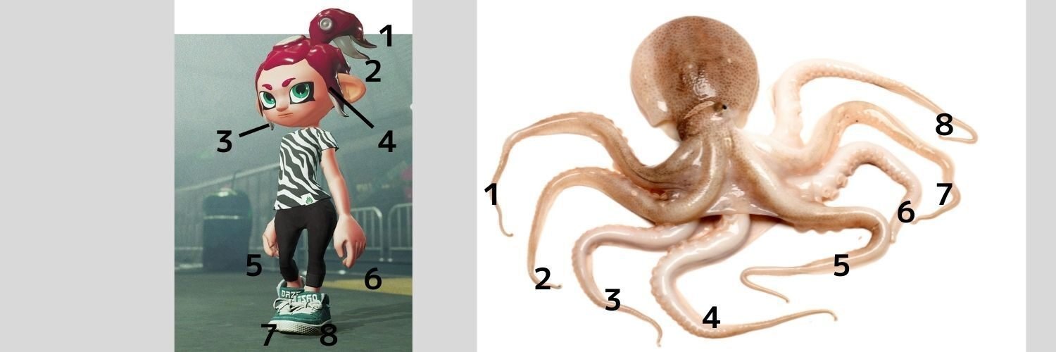 スプラトゥーン3考察 スプラ3ではイカとタコの境界線がなくなる わかば Note スプラトゥーン3考察 スプラ3ではイカとタコの境界線がなくなる わかば Note