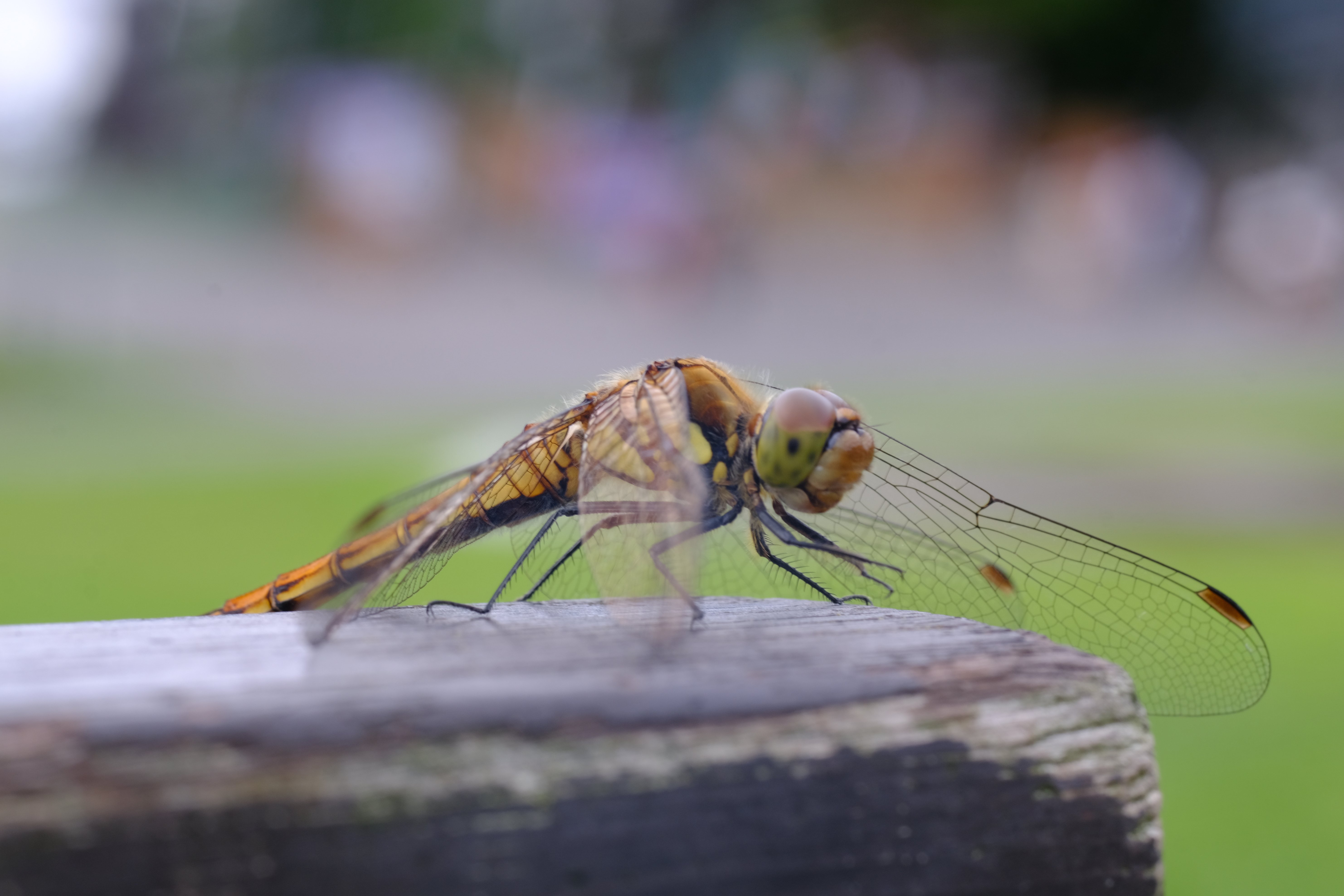 Carl Zeiss S-Planar 60mm f/2.8 AEGを身勝手に評する（虫注意