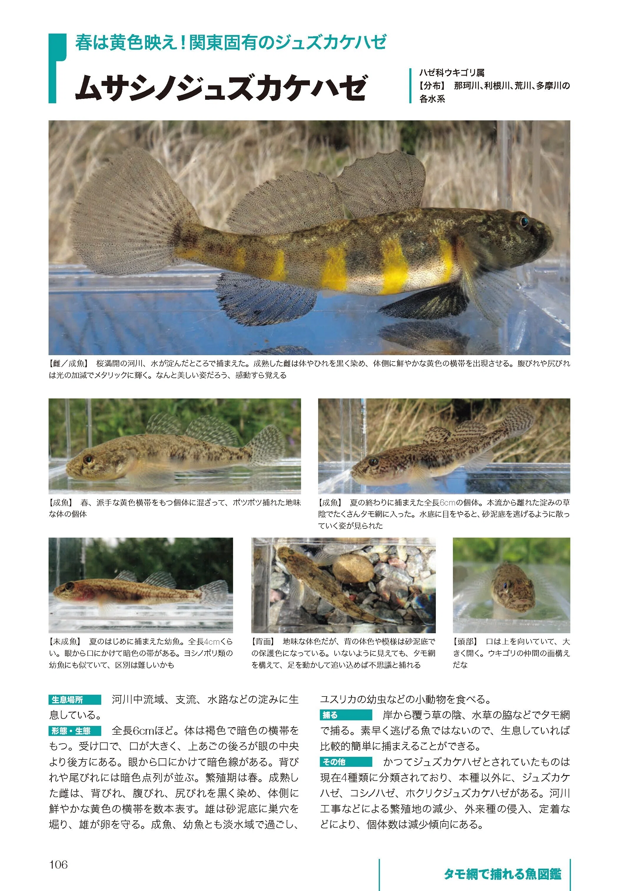 夏休み特別企画】捕った魚を調べてみよう！【名前調べ編】｜ヤマケイの本