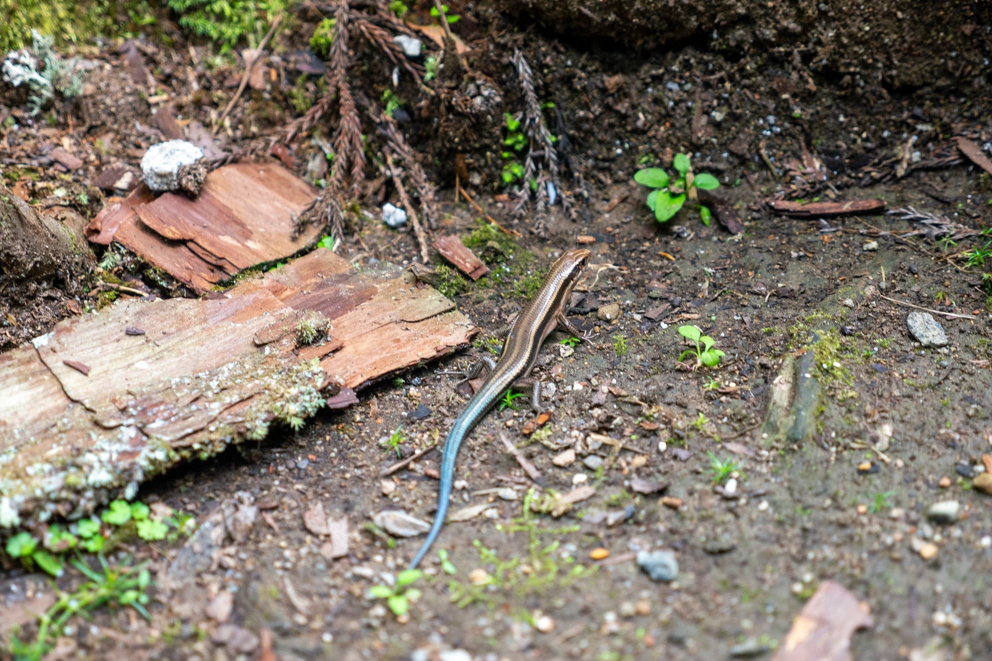 尻尾が青い 中岡 はじめ Note 尻尾が青い 中岡 はじめ Note