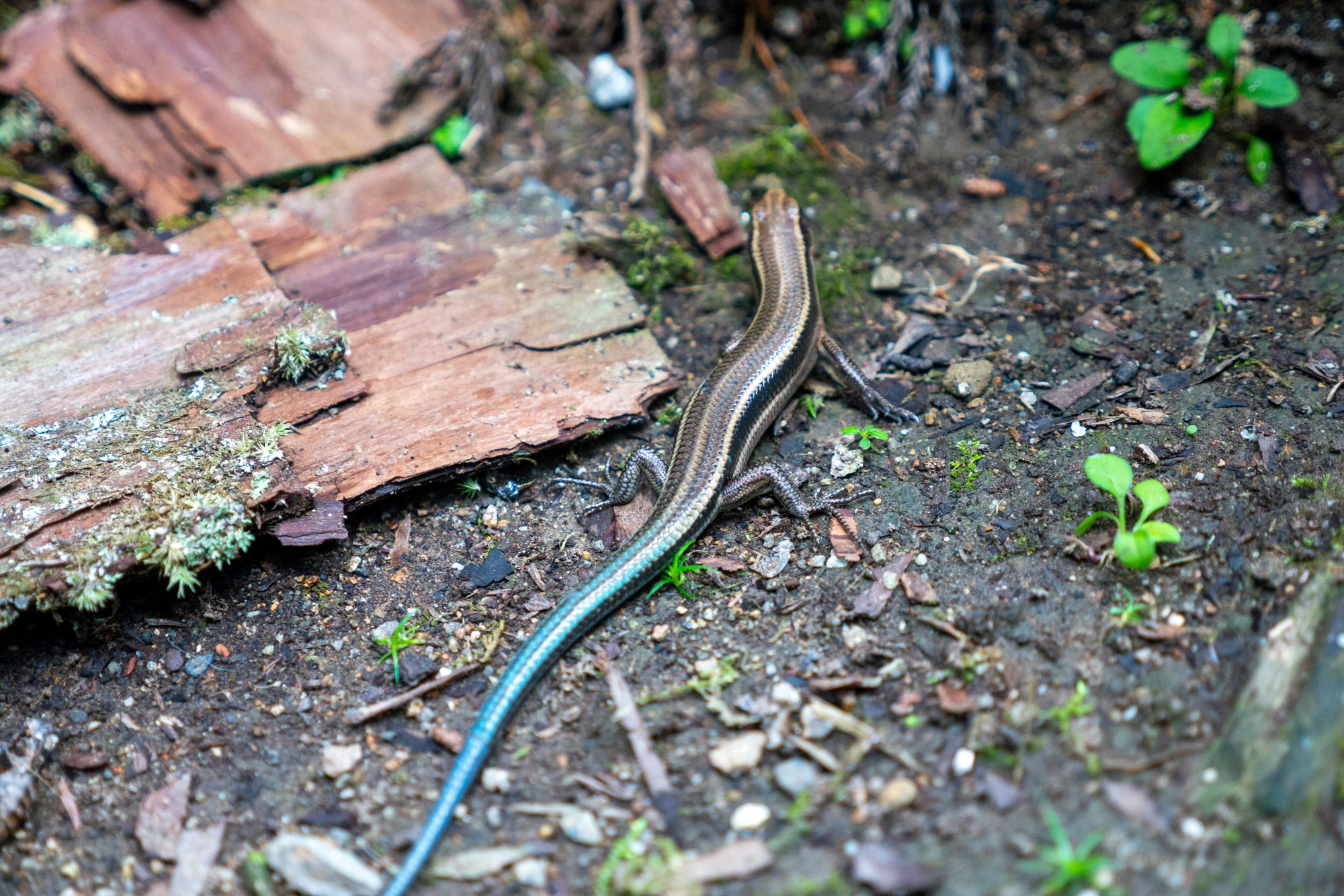 尻尾が青い 中岡 はじめ Note 尻尾が青い 中岡 はじめ Note