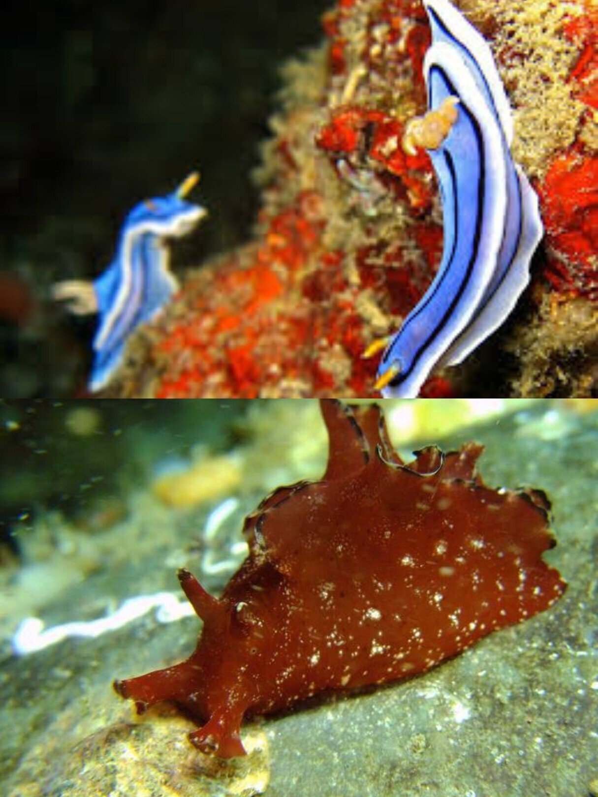 ウミウシ学基礎 リユルン Note ウミウシ学基礎 リユルン Note