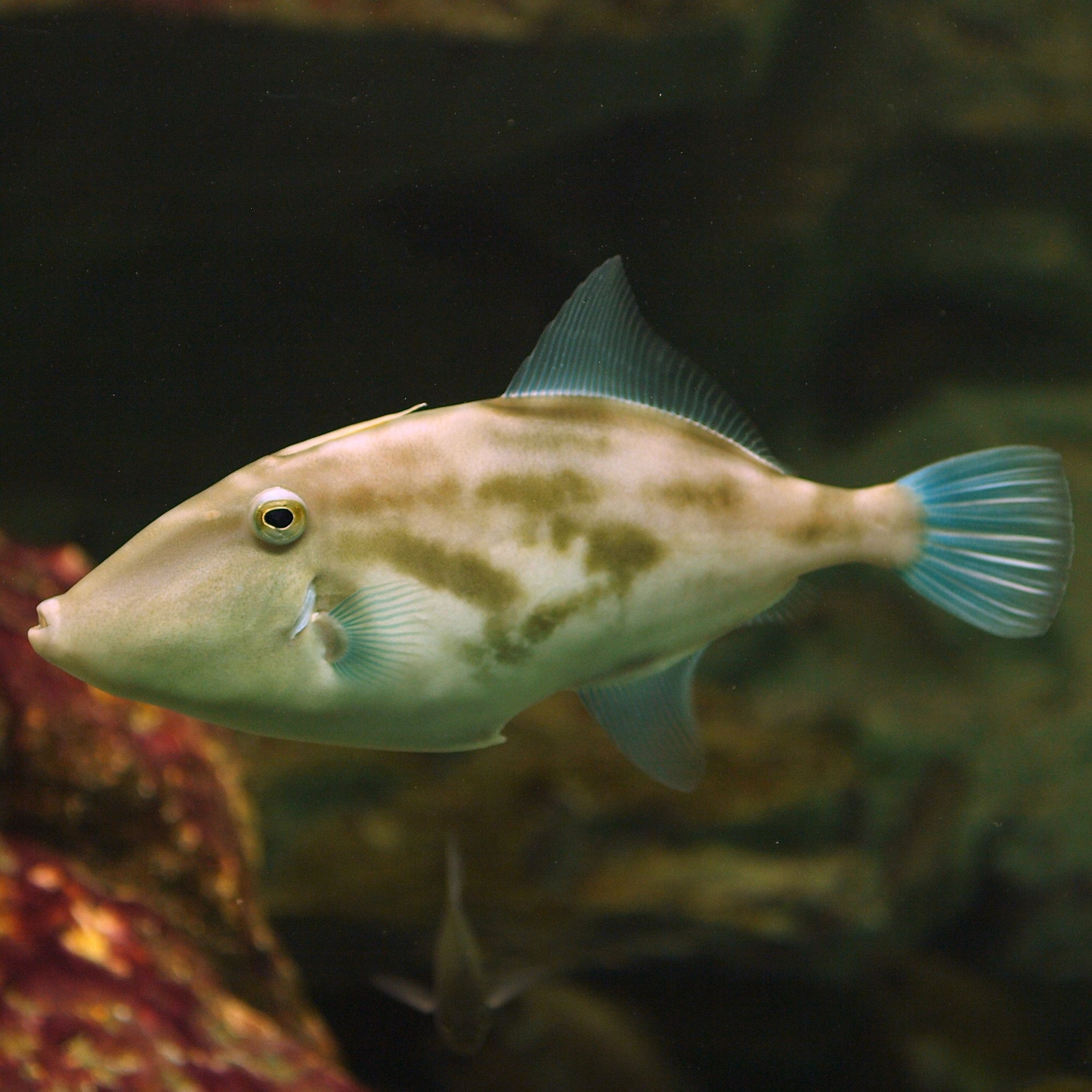 キタマクラ 最も身近で 最もキケンな魚 稲垣湧斗 Note