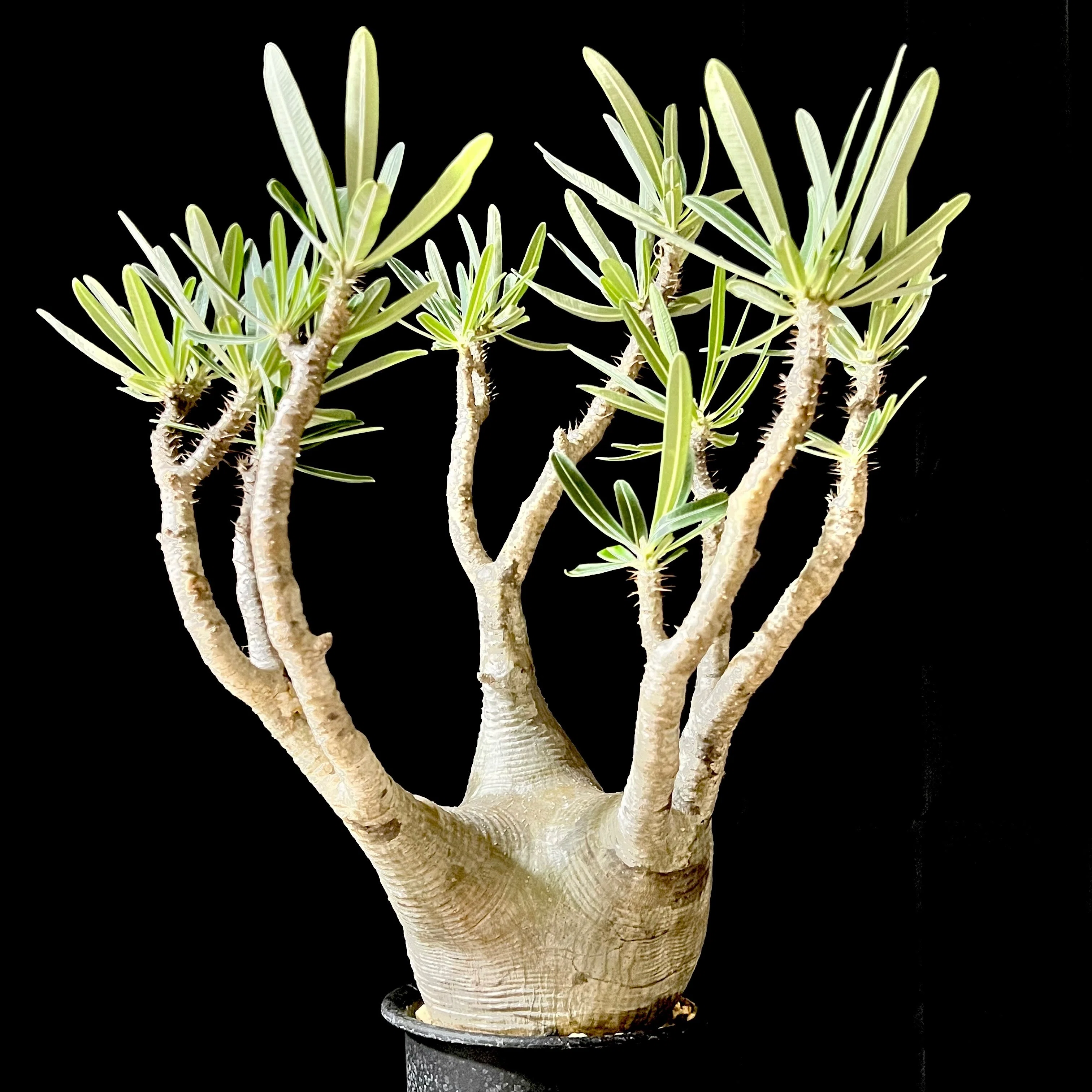 塊根植物専門店Supreme Caudex 副業を開始しました。｜平