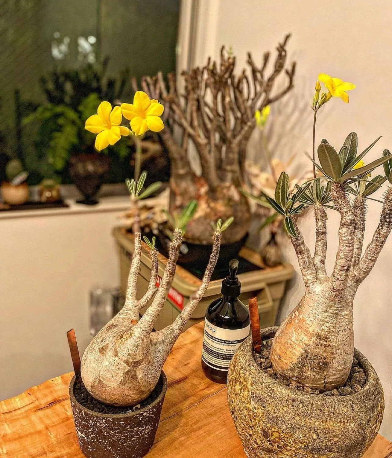 塊根植物専門店Supreme Caudex 副業を開始しました。｜平