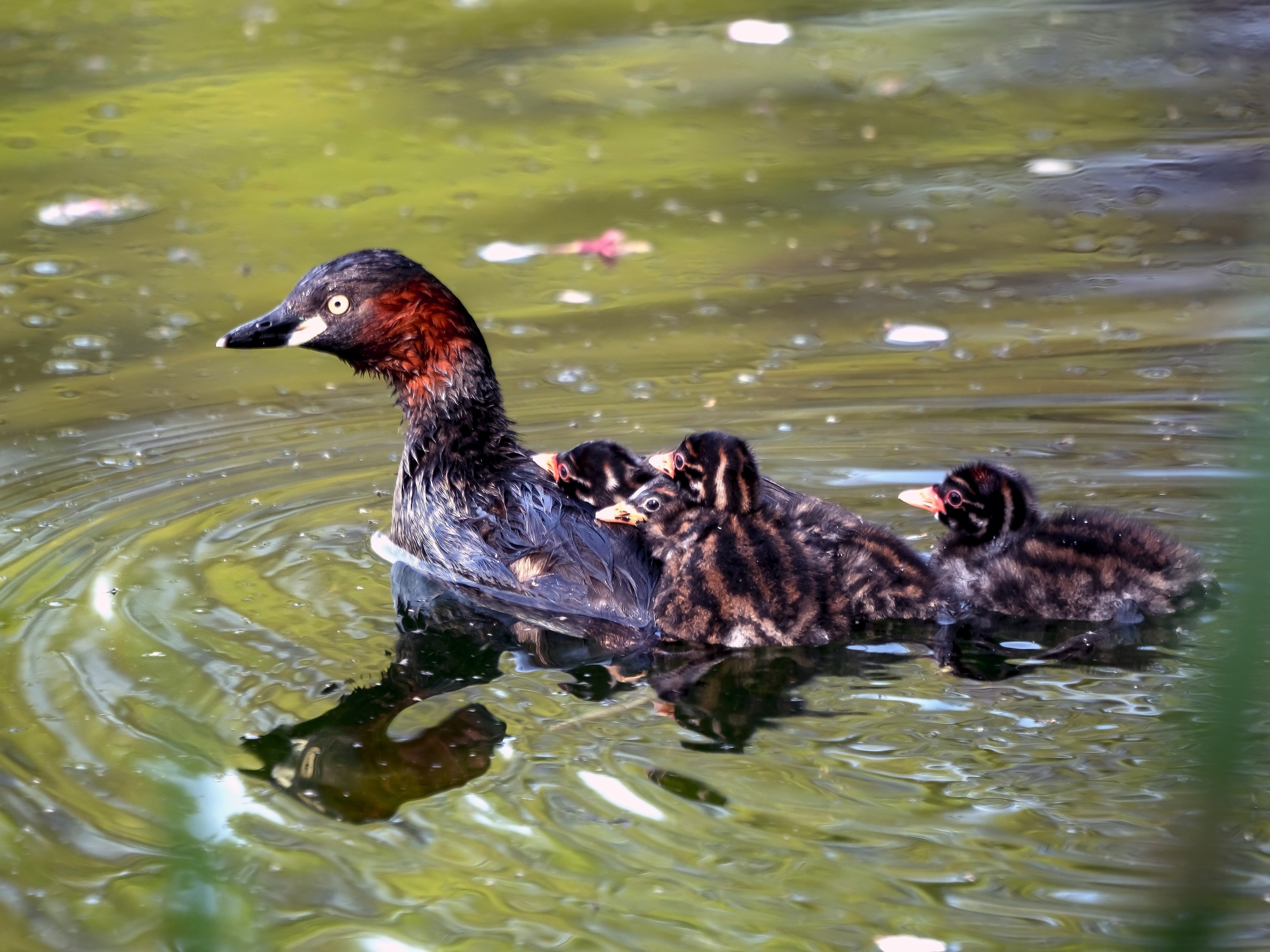 今、街の野鳥は何してる？ 気になる真夏の鳥の暮らし｜ヤマケイの本