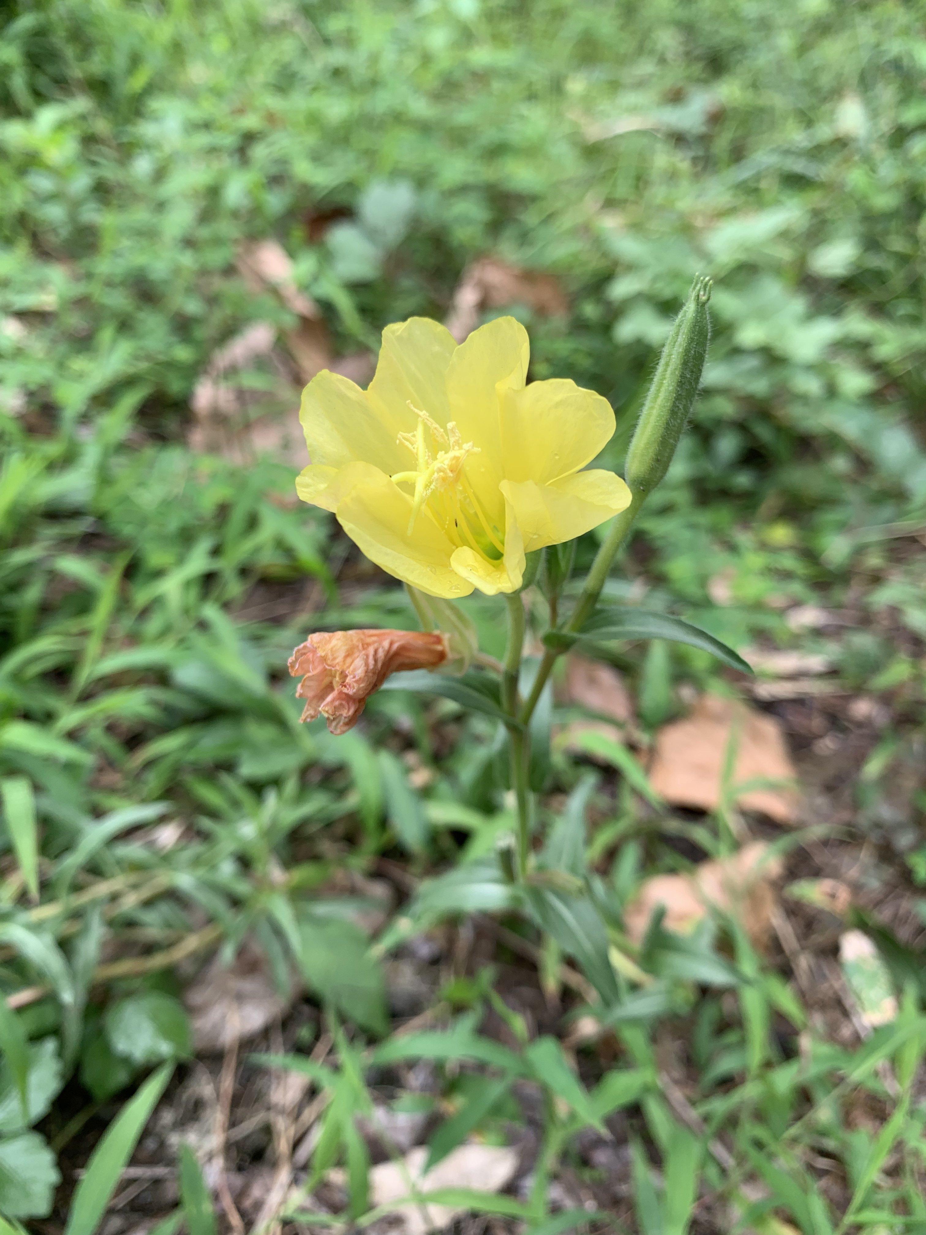 通りすがりのマツヨイグサ ばるこ Note