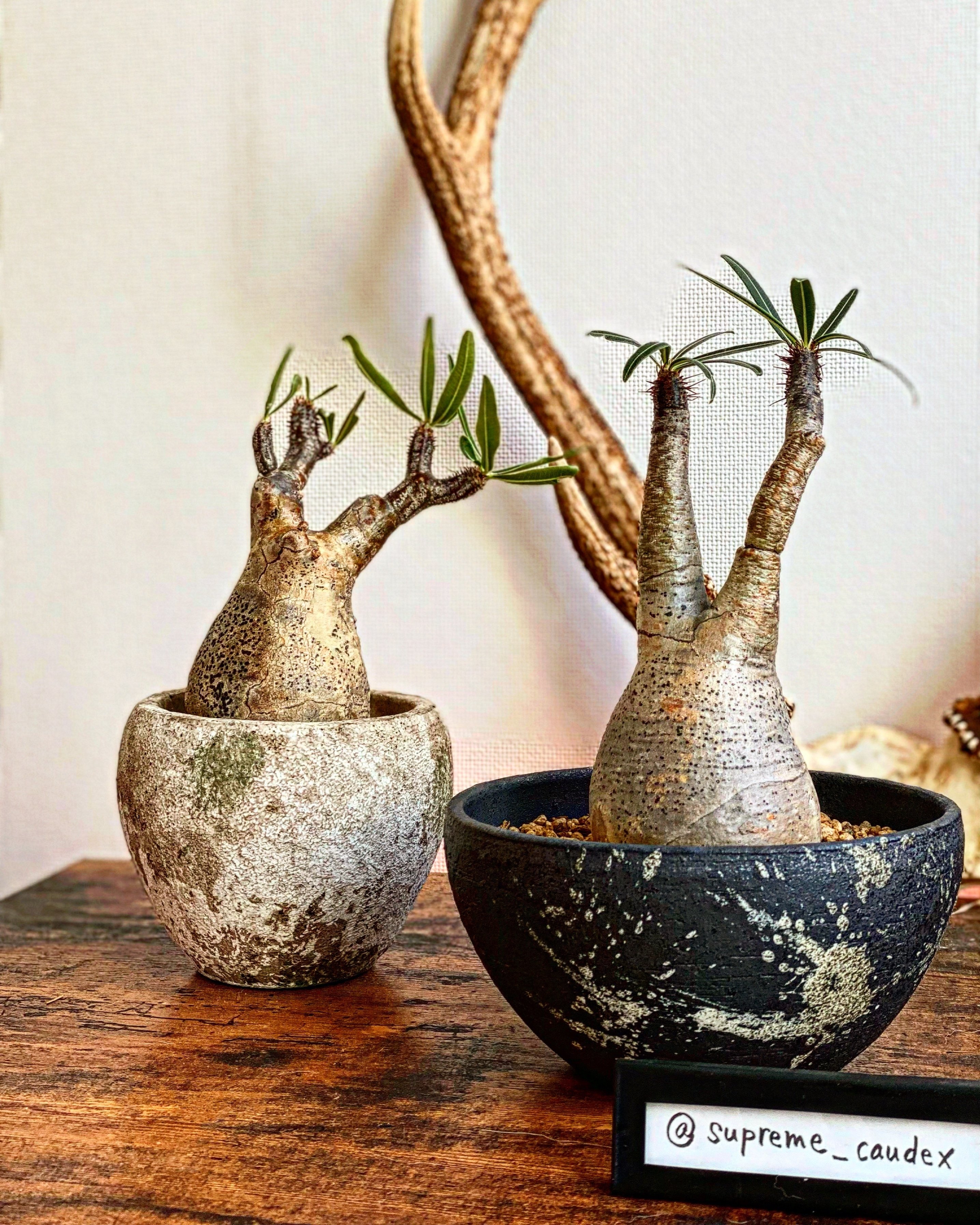 なぜ、いま 塊根植物なのか|Yasuaki iMai なぜ、いま 塊根植物なのか|Yasuaki iMai