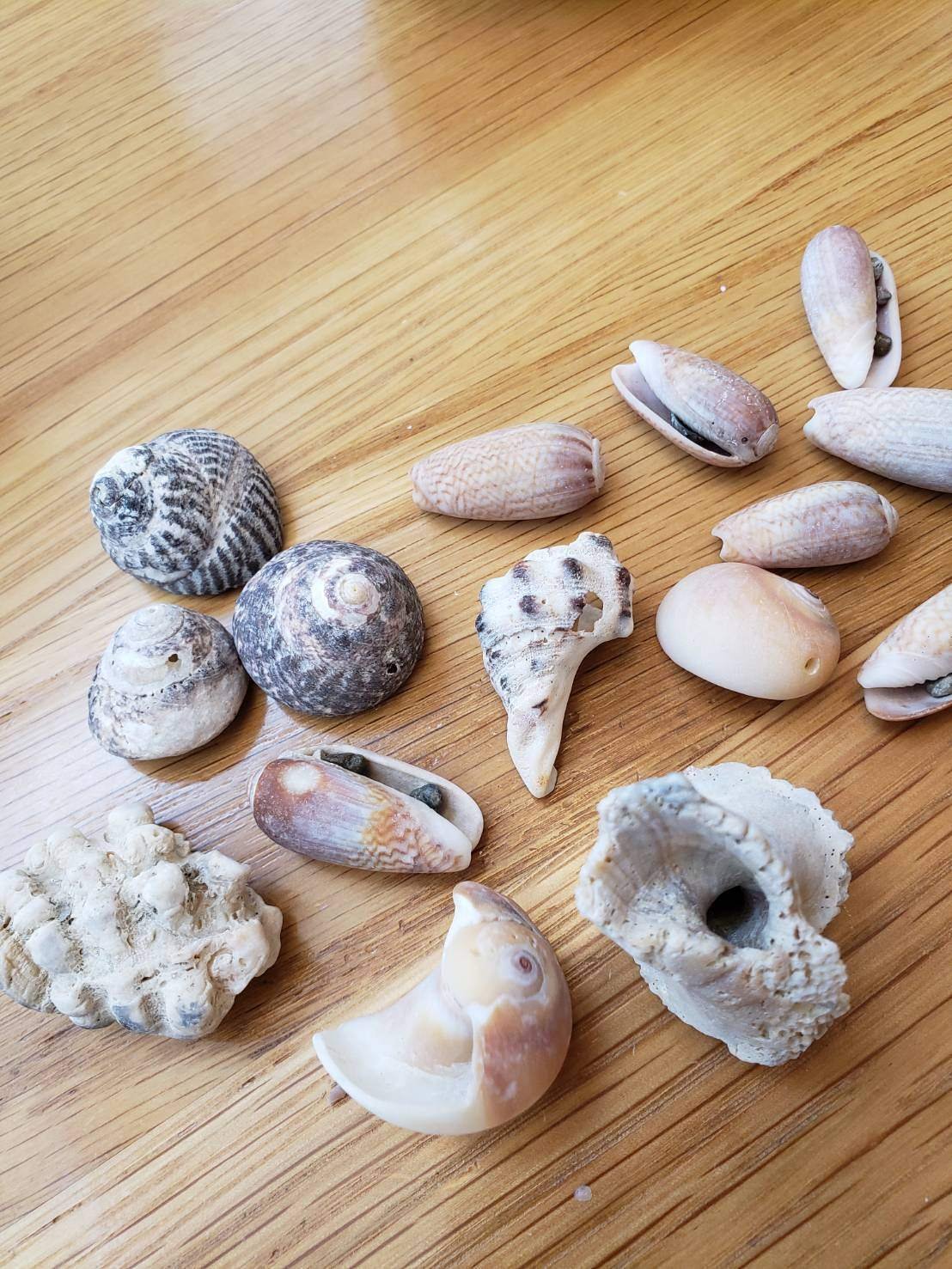 伊豆の海で拾った大きい巻貝 伊豆の海で拾った大きい巻貝