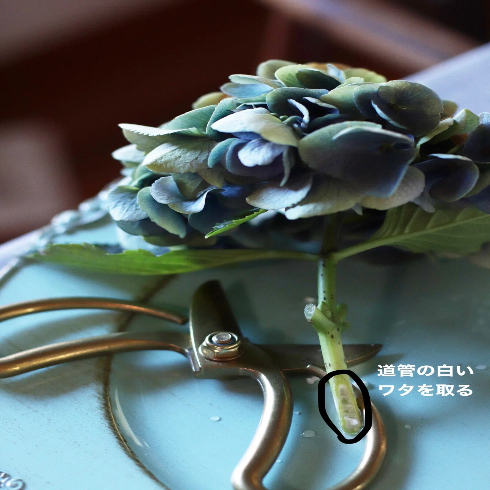 紫陽花は茎にあるワタを掻き出し ブルースターとポインセチアは切り口の白い液をよく洗うと寿命が延びる 暮らしの花研究家 Bloomingjoy Note