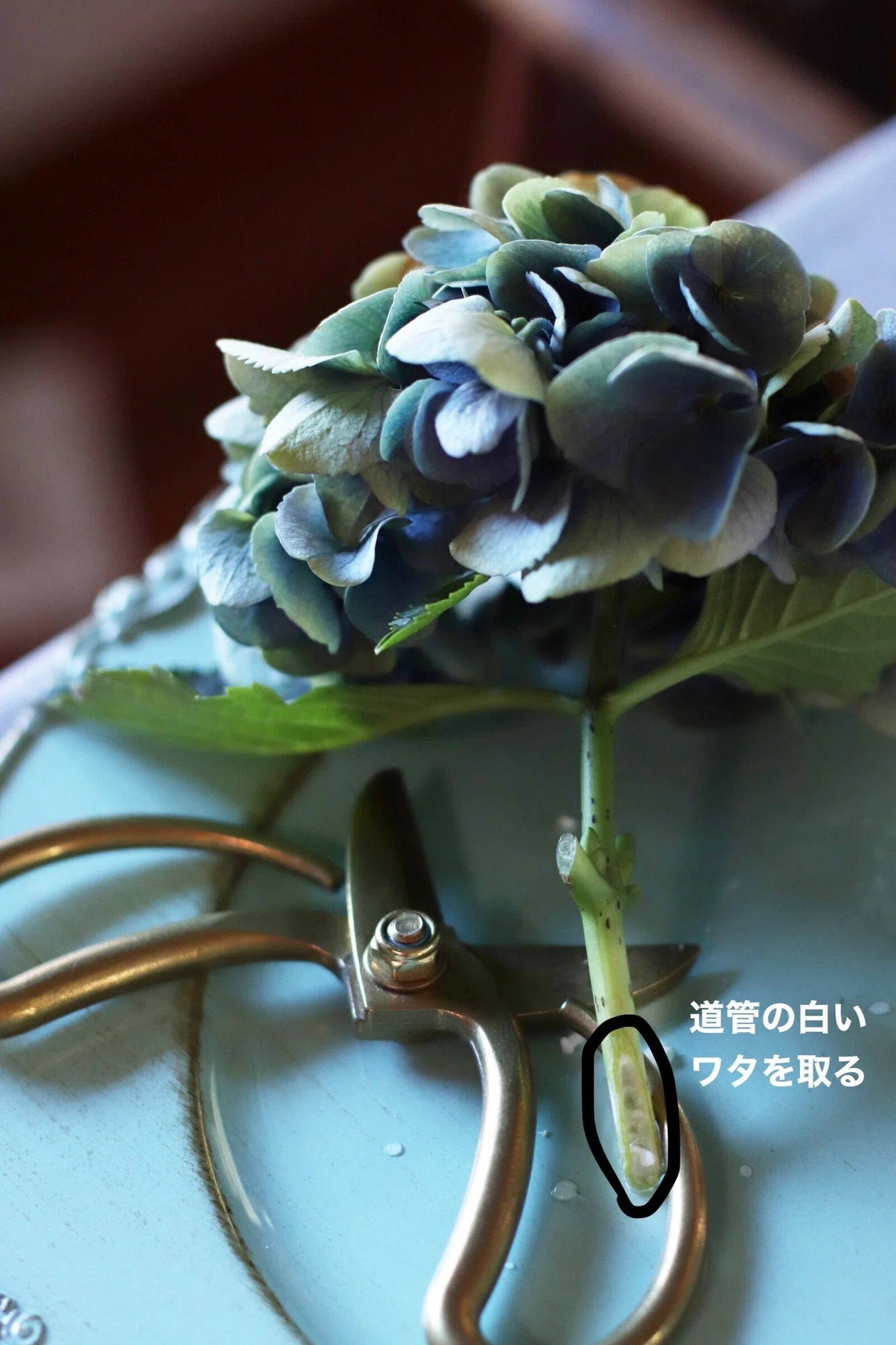 紫陽花は茎にあるワタを掻き出し ブルースターとポインセチアは切り口の白い液をよく洗うと寿命が延びる 暮らしの花研究家 Bloomingjoy Note 紫陽花は茎にあるワタを掻き出し ブルースターとポインセチアは切り口の白い液をよく洗うと寿命が延びる 暮らしの花研究家 Bloomingjoy Note