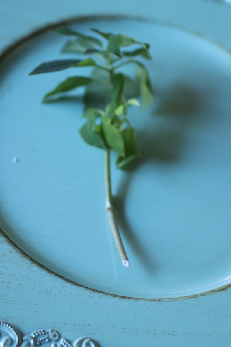 紫陽花は茎にあるワタを掻き出し ブルースターとポインセチアは切り口の白い液をよく洗うと寿命が延びる 暮らしの花研究家 Bloomingjoy Note