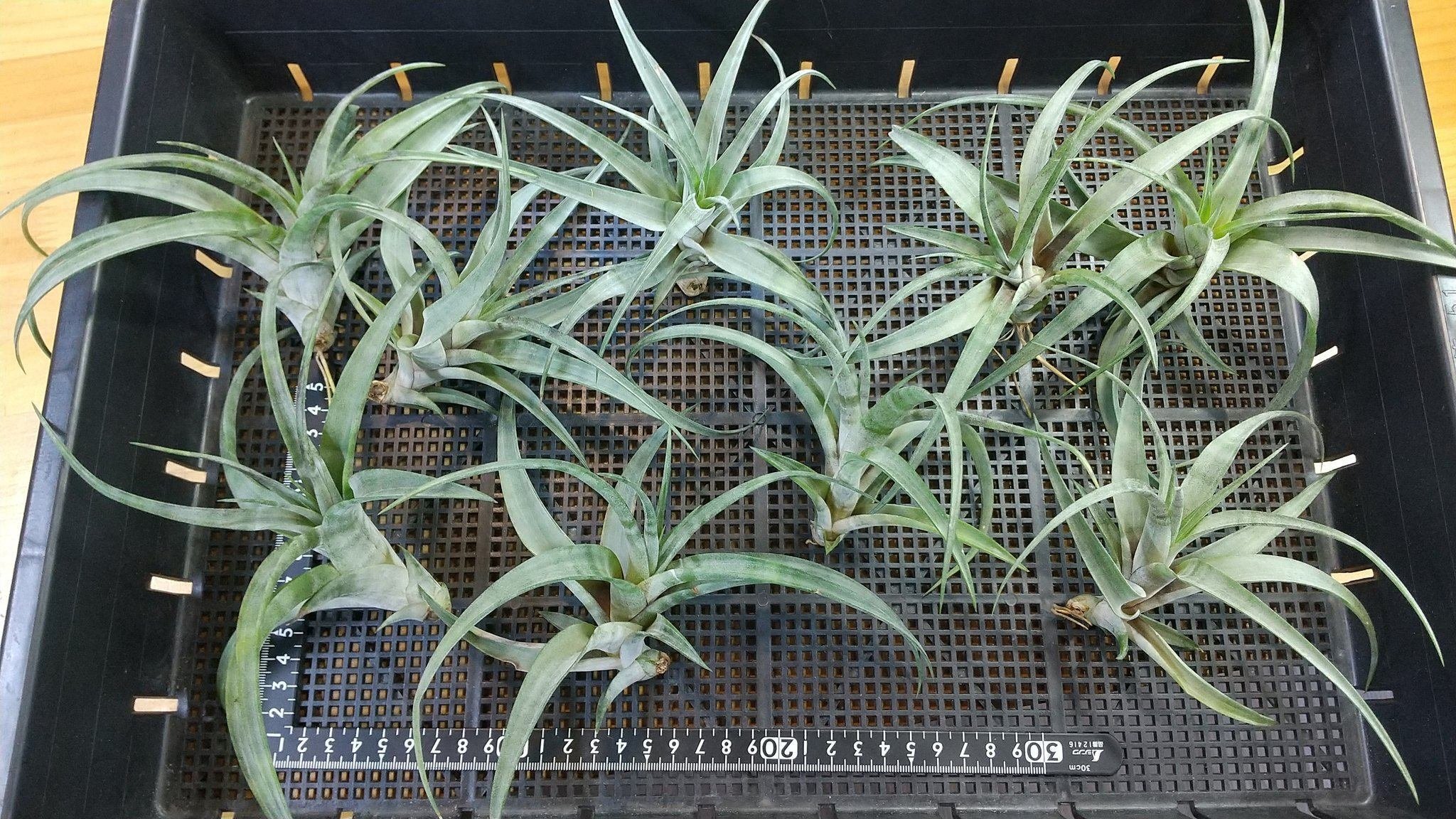 チランジア・エンペラドール Tillandsia Emperador（T. Maria