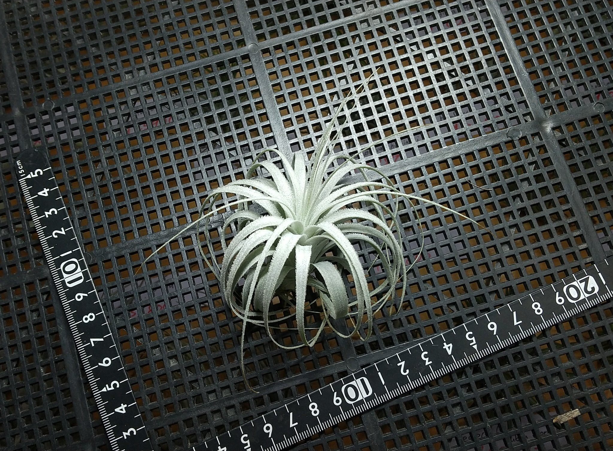 【T0215】超希少・ティランジア チャペウエンシス 変種 チュリフォルミス・ Tillandsia chapeuensis var. turriforms・ブロメリア・エアプ 白銀の塔ティランジア・チャペウエンシス・チュリフォルミス