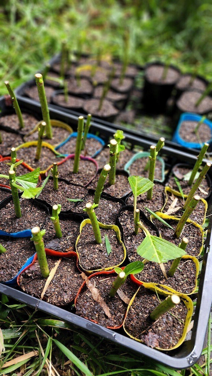 紫陽花の挿し木｜川崎市黒川青少年野外活動センター